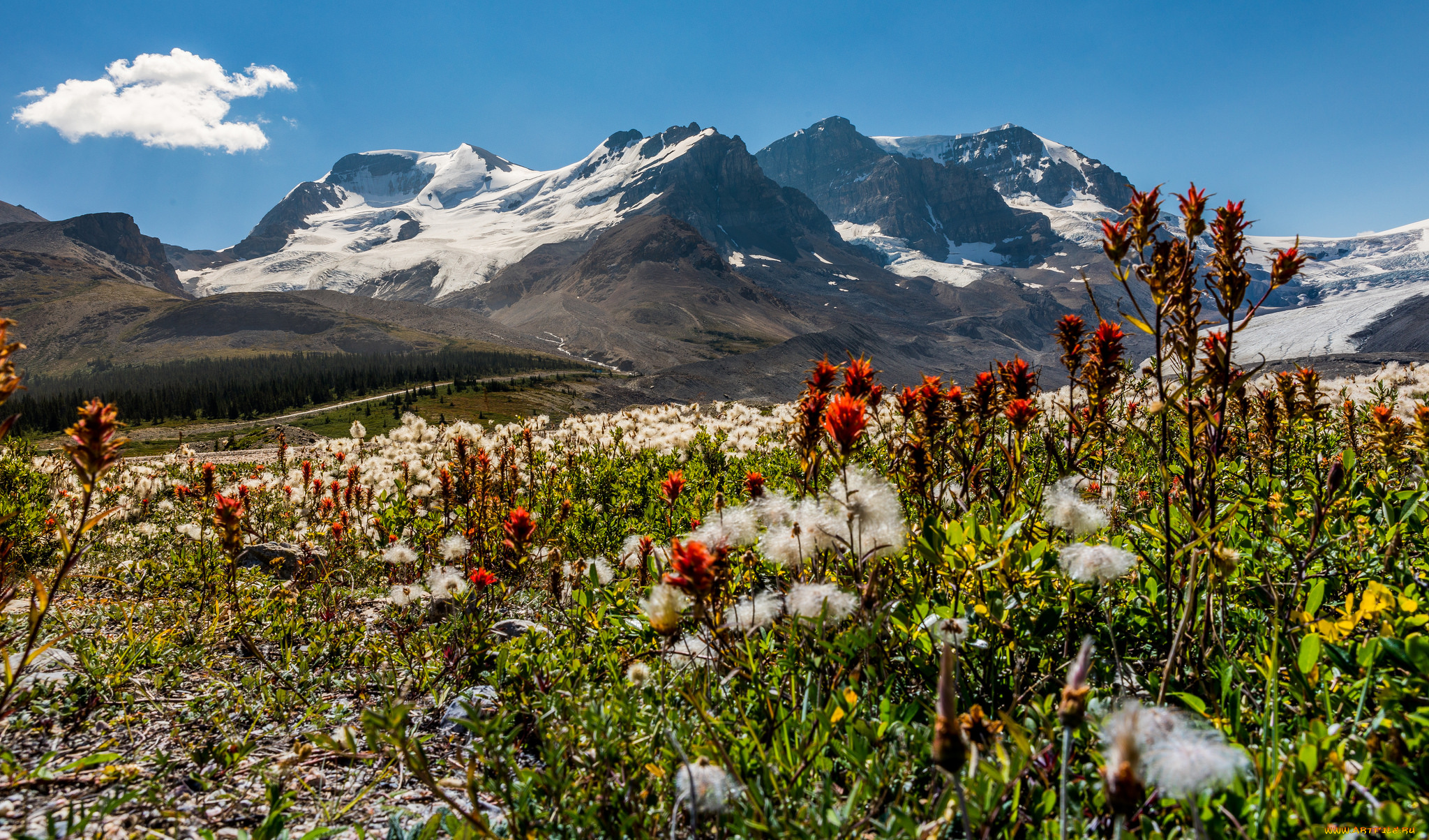 природа, луга, простор