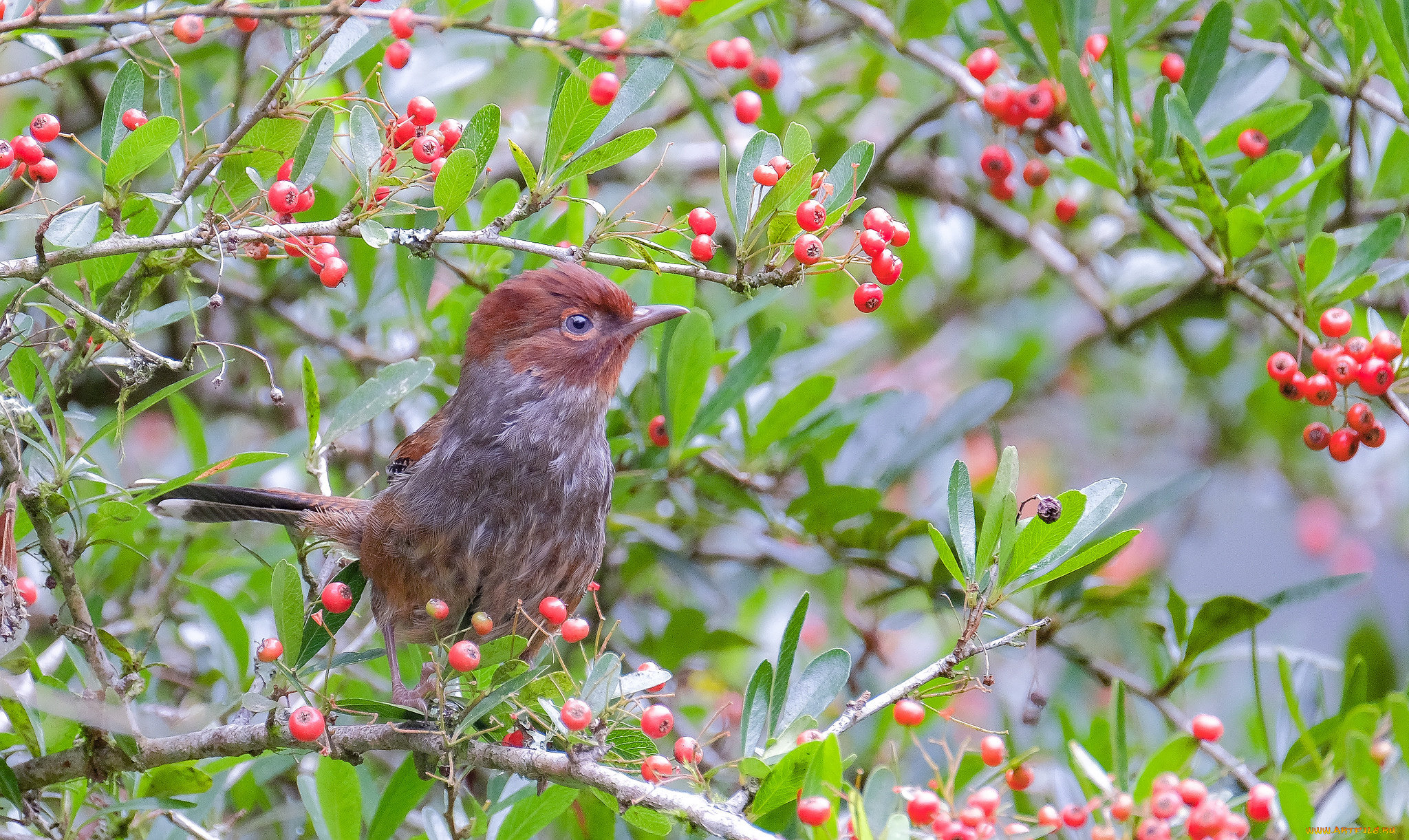 животные, птицы, природа, птица, дерево, ветки, ягоды