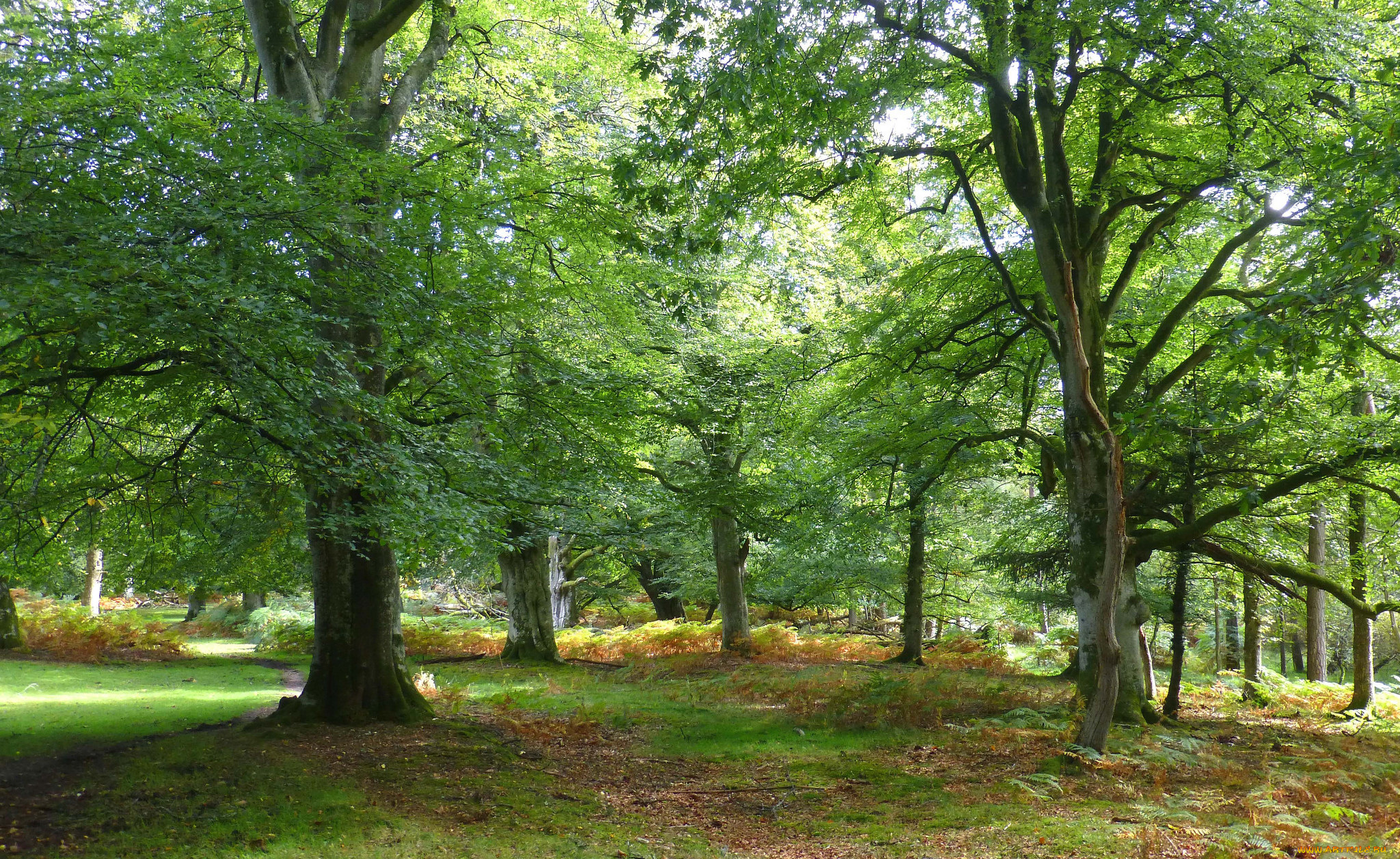 природа, лес, простор