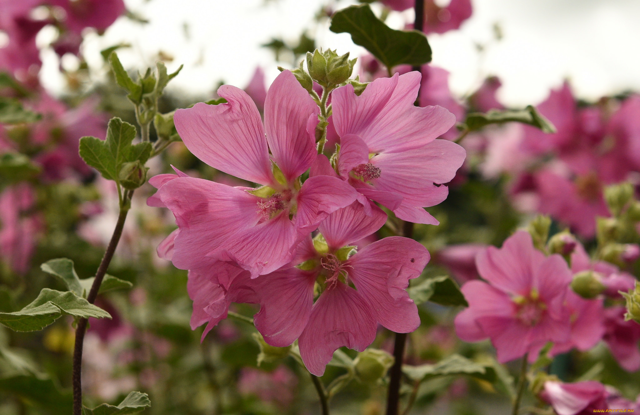 цветы, мальвы, мальва, бутоны, цветение