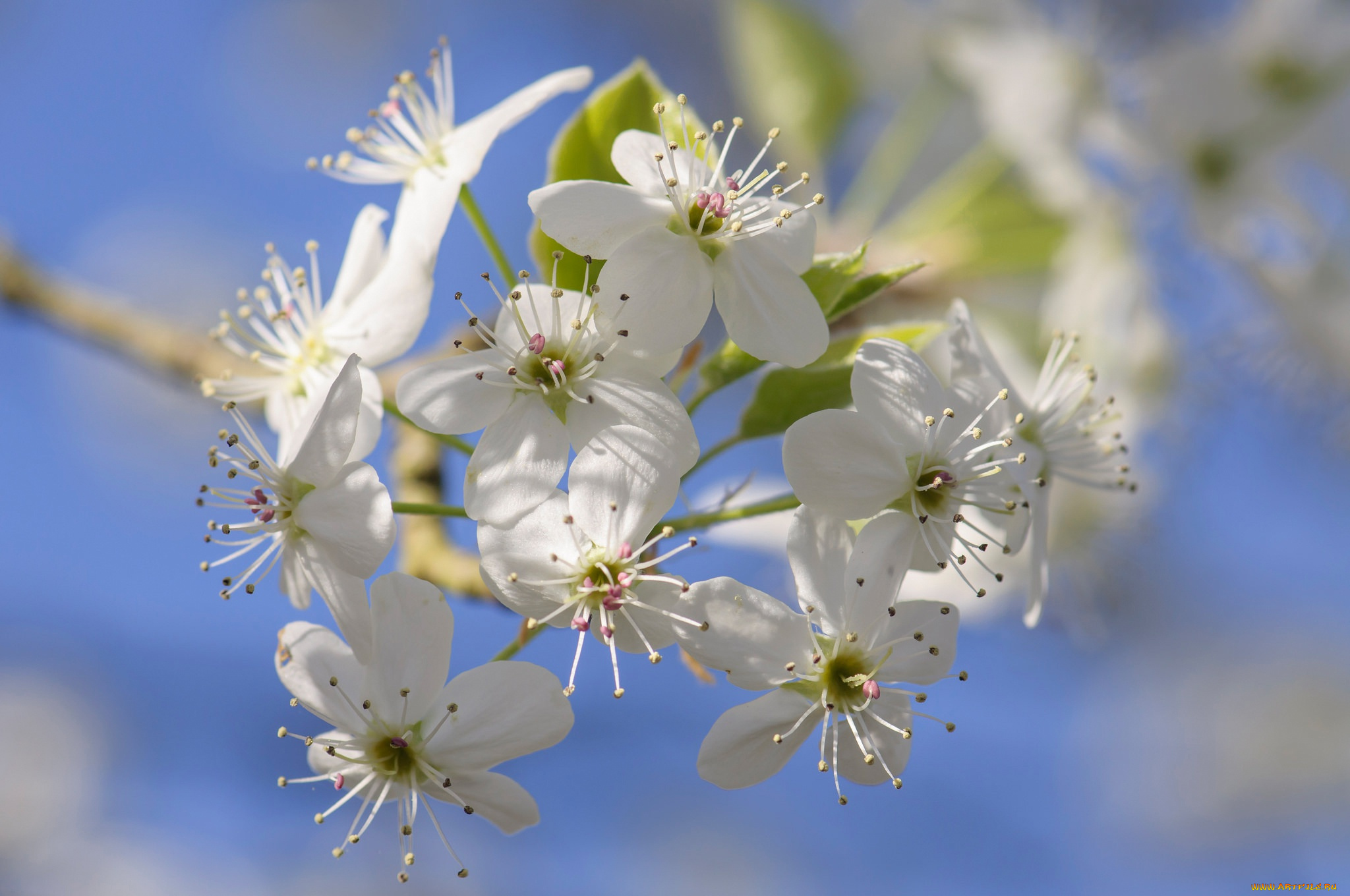 цветы, цветущие, деревья, , , кустарники, лепестки, весна, сад