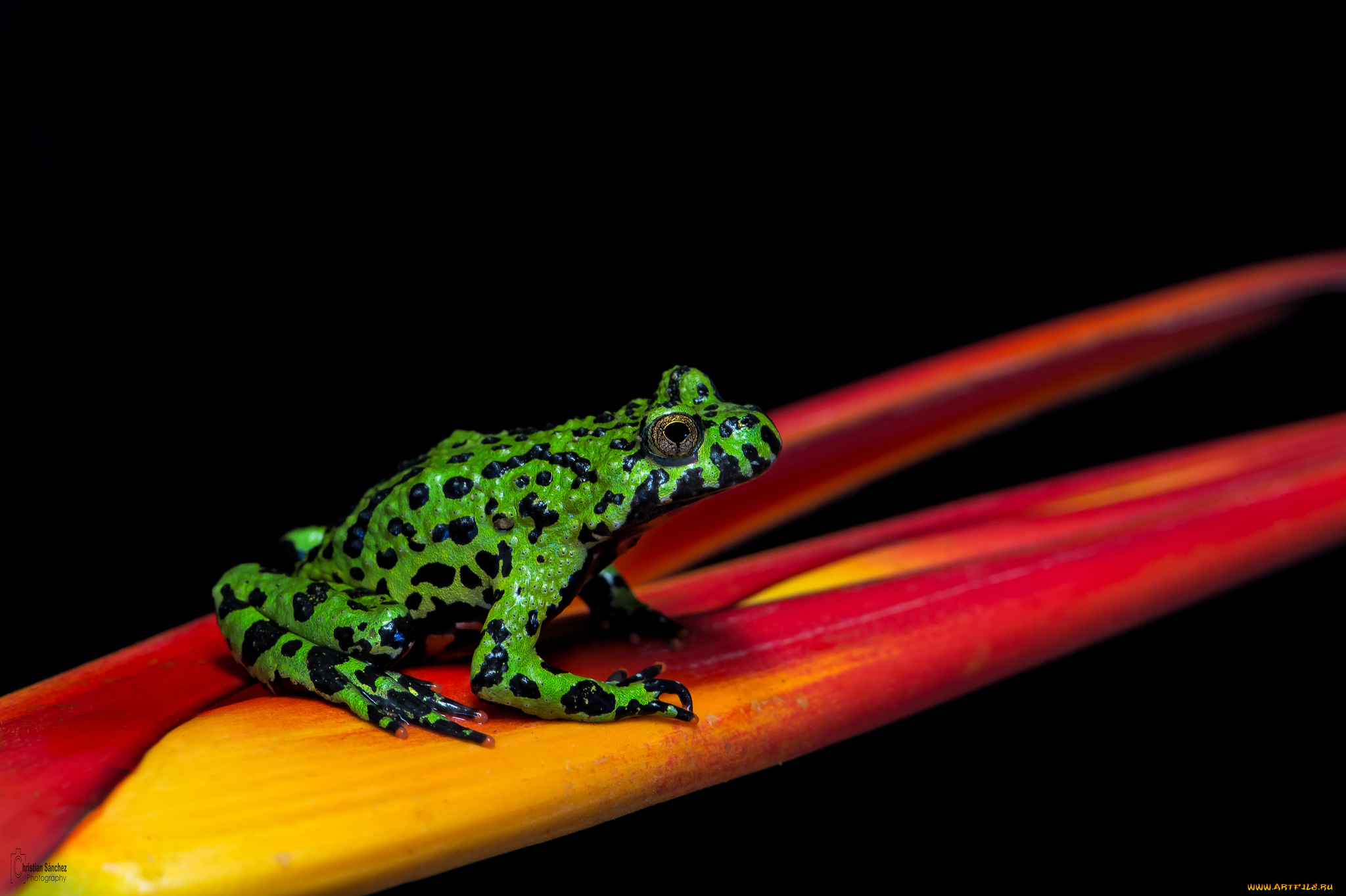 животные, лягушки, цветок, окрас, лягушка