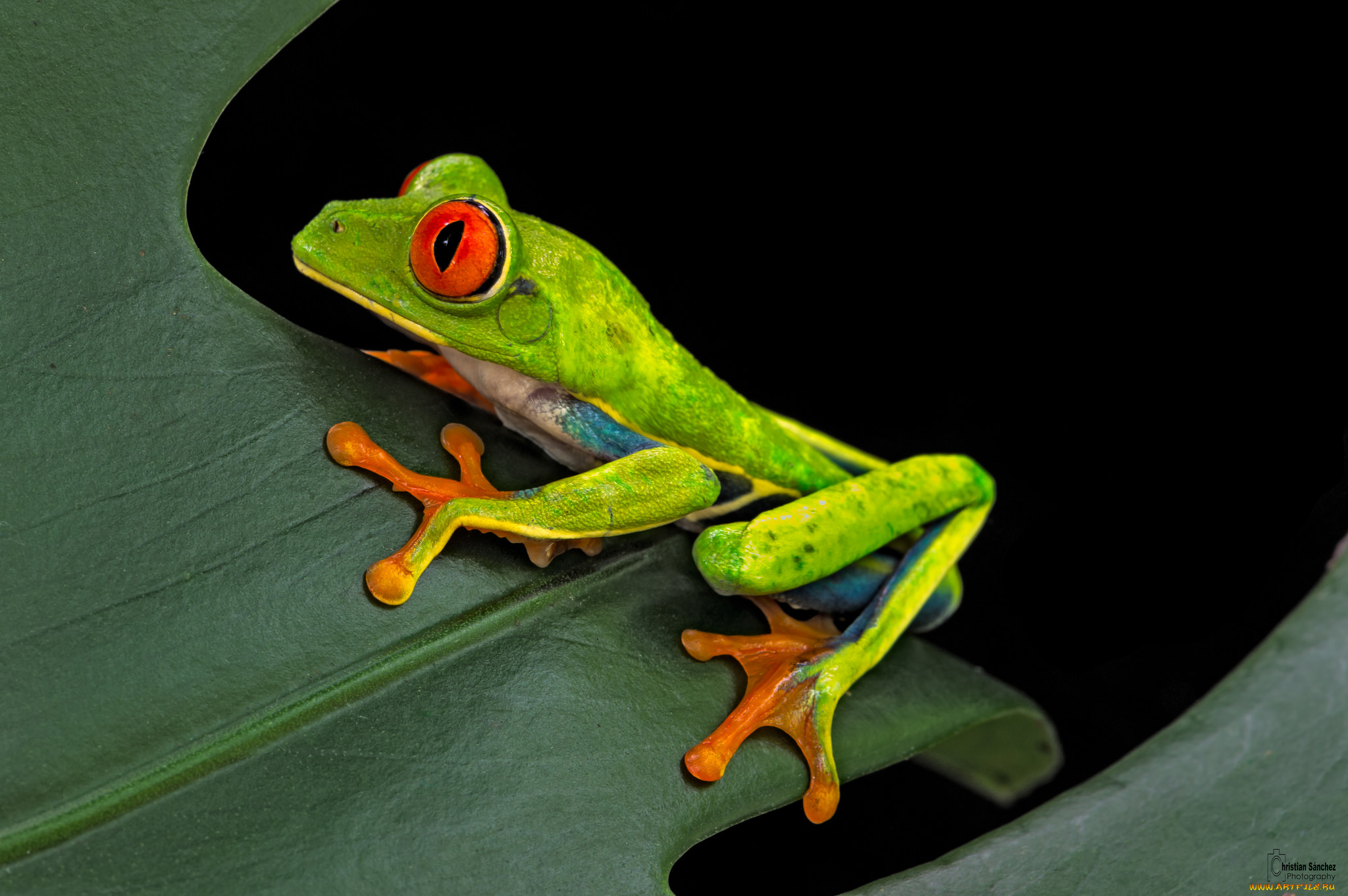 животные, лягушки, темный, фон, лист, лягушка
