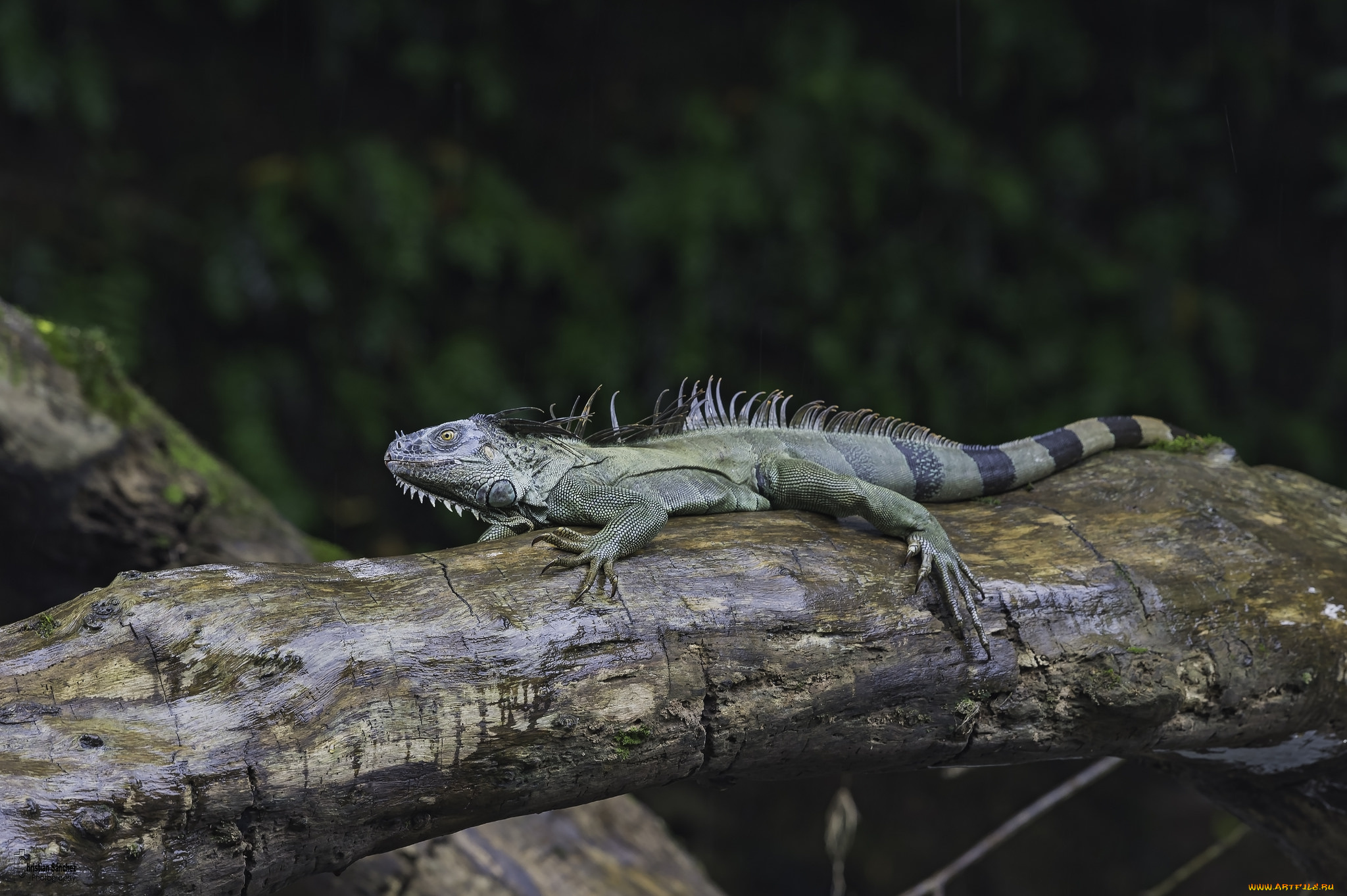 животные, Ящерицы, , игуаны, , вараны, дерево, ящерица, природа