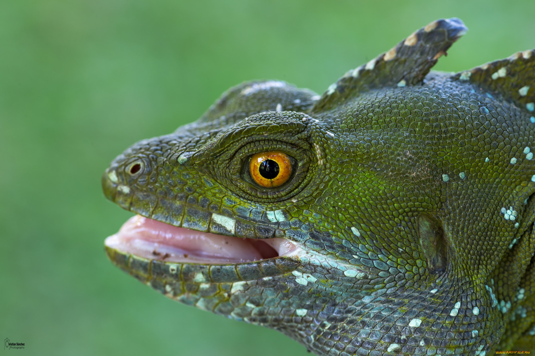 животные, Ящерицы, , игуаны, , вараны, ящерица, зеленая, фон