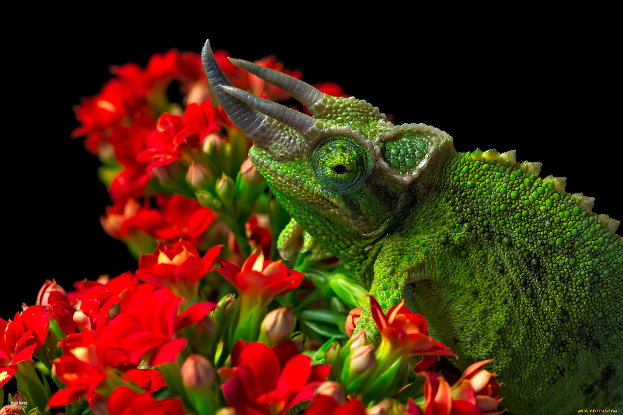 животные, Ящерицы, , игуаны, , вараны, язык, ящерица, цветок