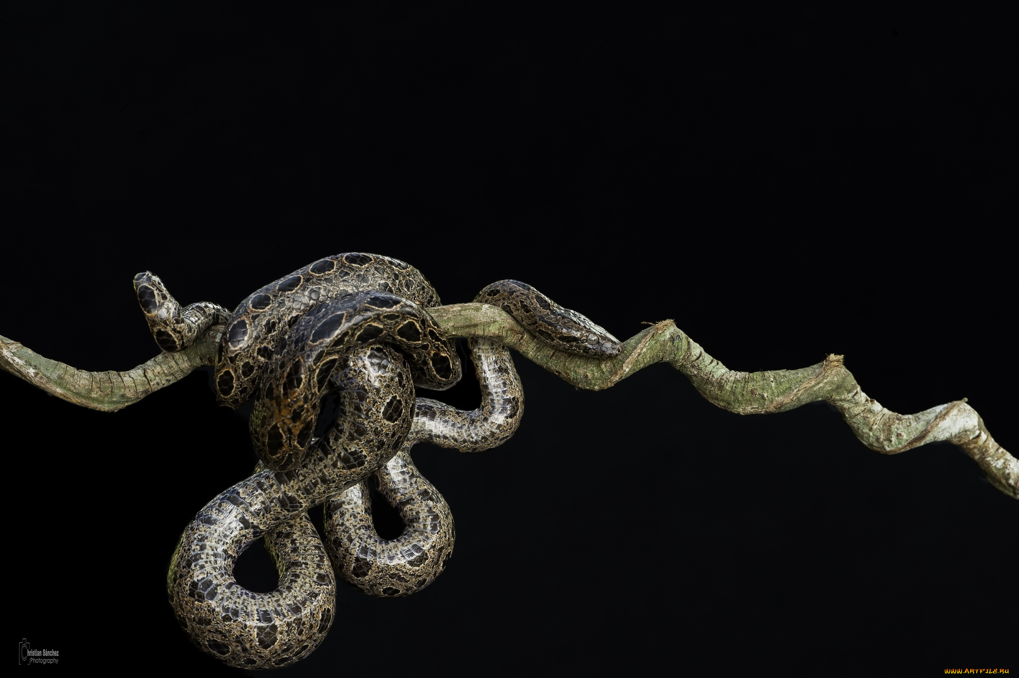 животные, змеи, , питоны, , кобры, темный, фон, ветка, змея