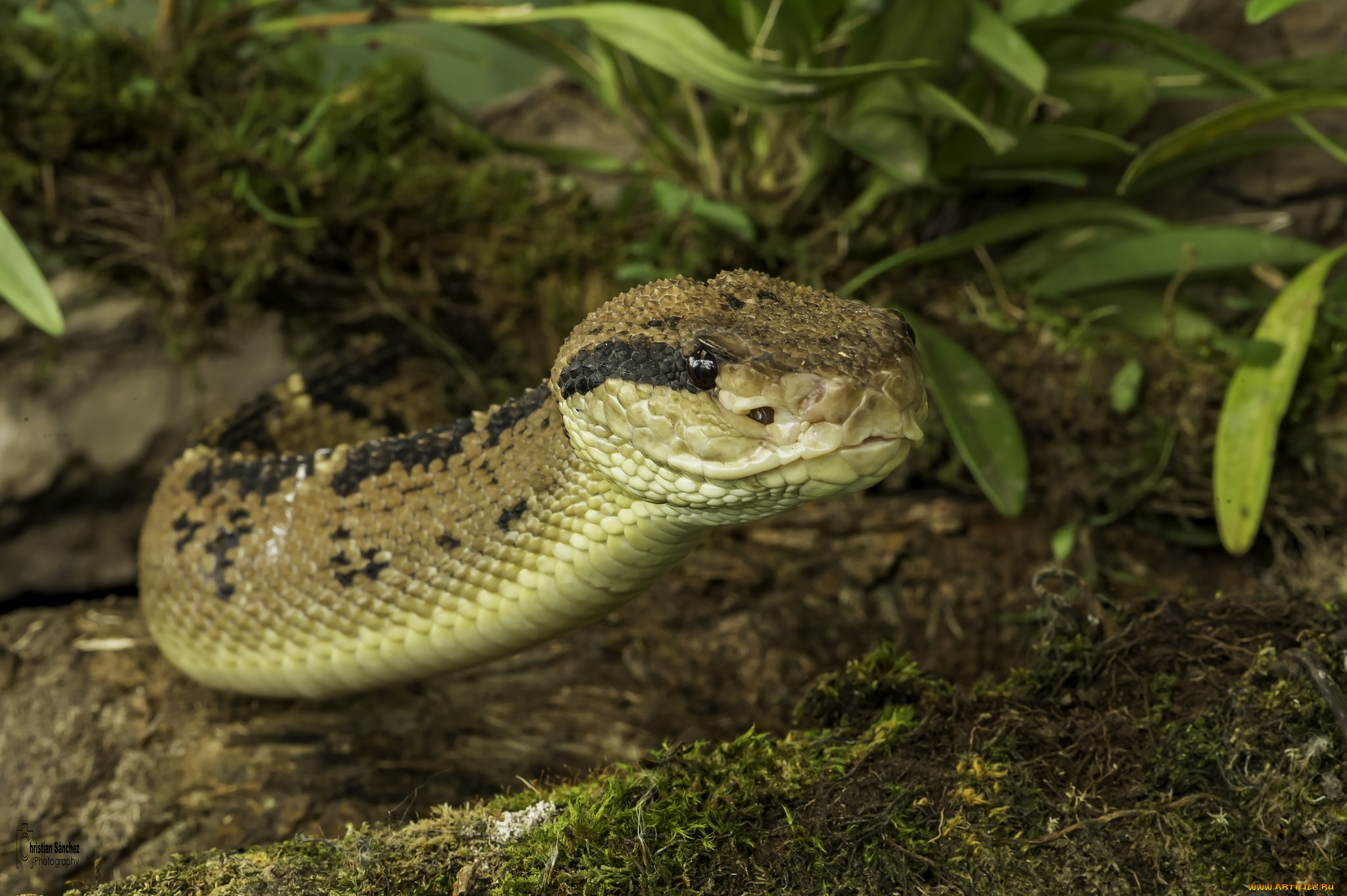 животные, змеи, , питоны, , кобры, земля, змея, трава, природа