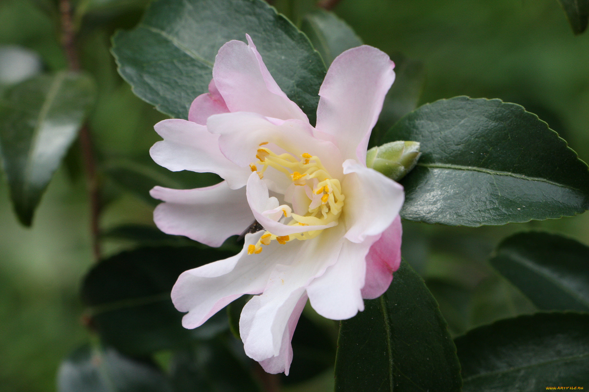 цветы, камелии, цветение, камелия, нежность, розовая, лепестки, листья, бутон