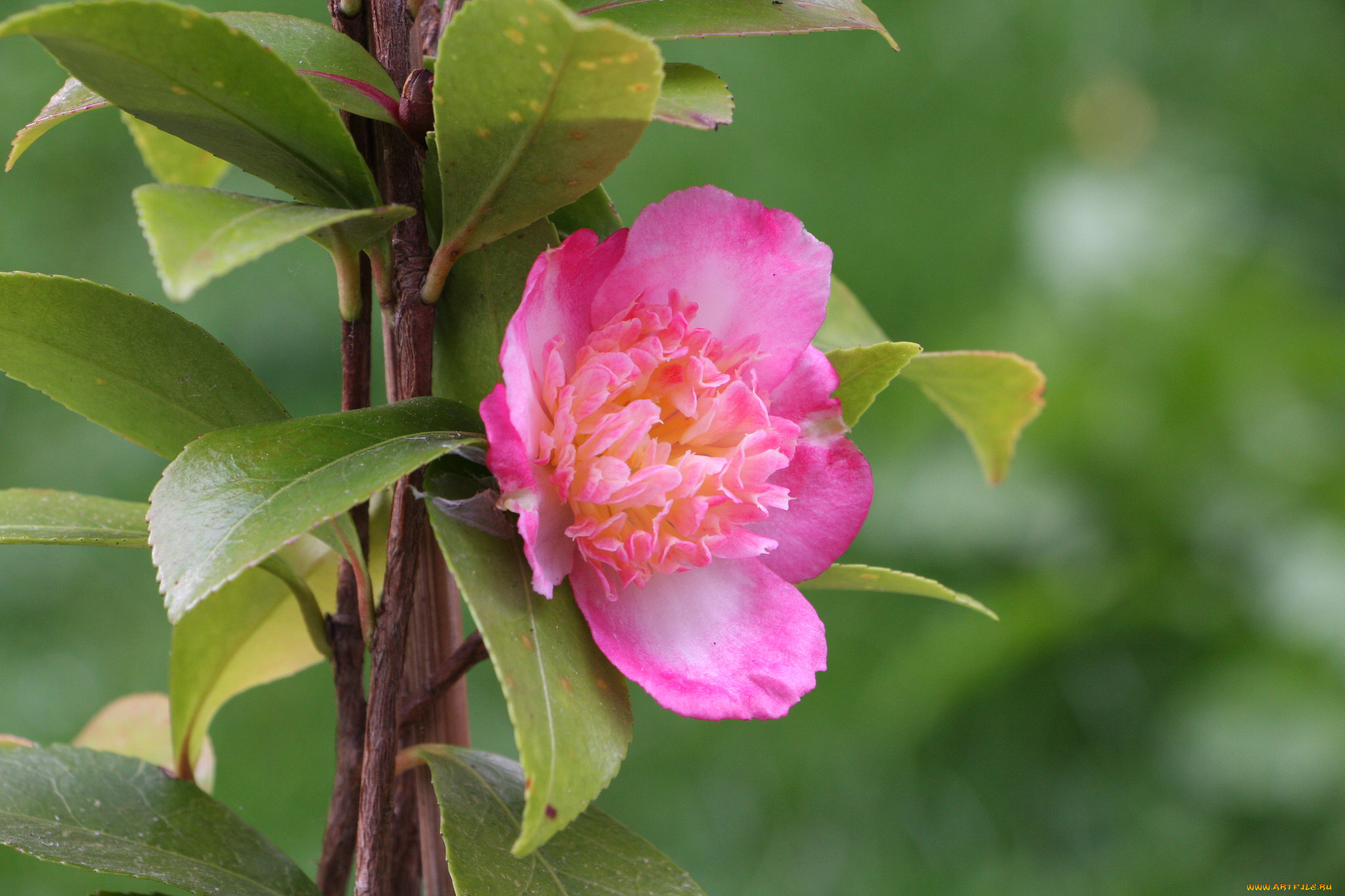 цветы, камелии, камелия, бутон, розовая, лепестки, листья, цветение, нежность