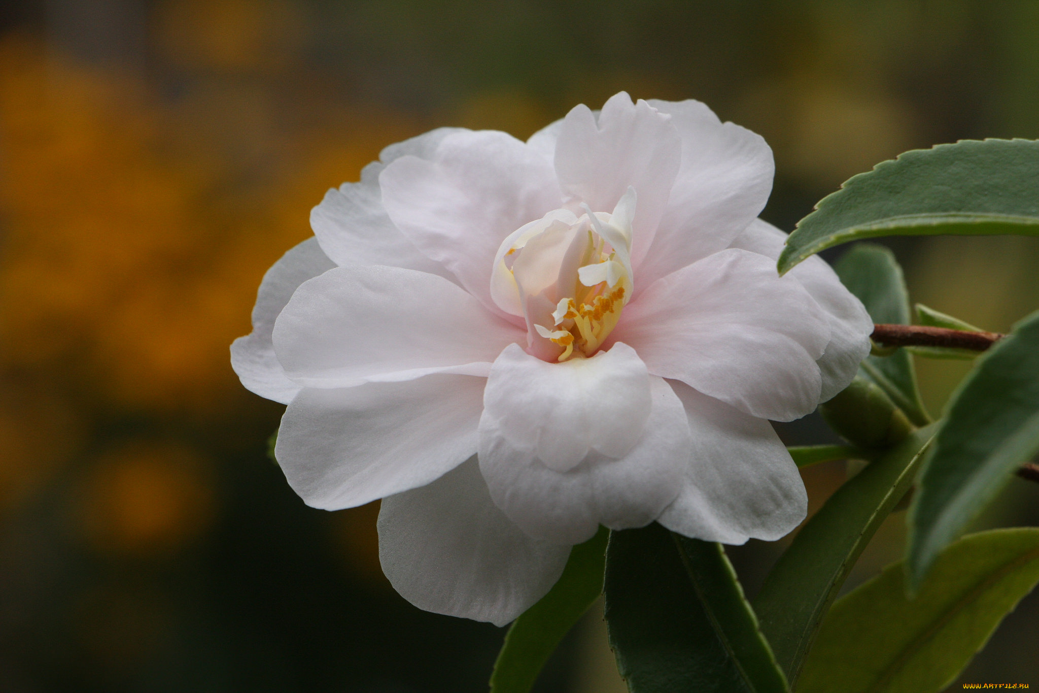 цветы, камелии, камелия, листья, бутон, цветение, кустарник, camellia, leaf, bud, flowering, shrubs