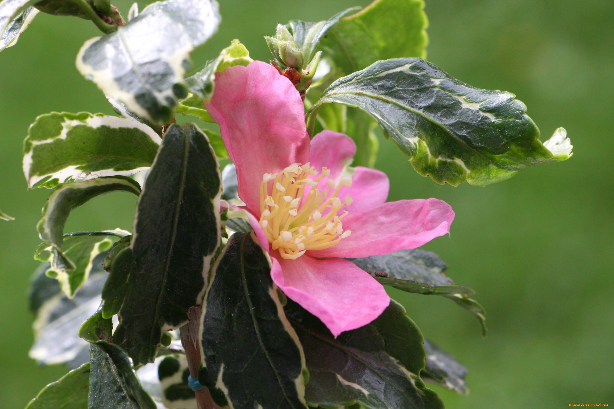 цветы, камелии, камелия, листья, бутон, цветение, кустарник