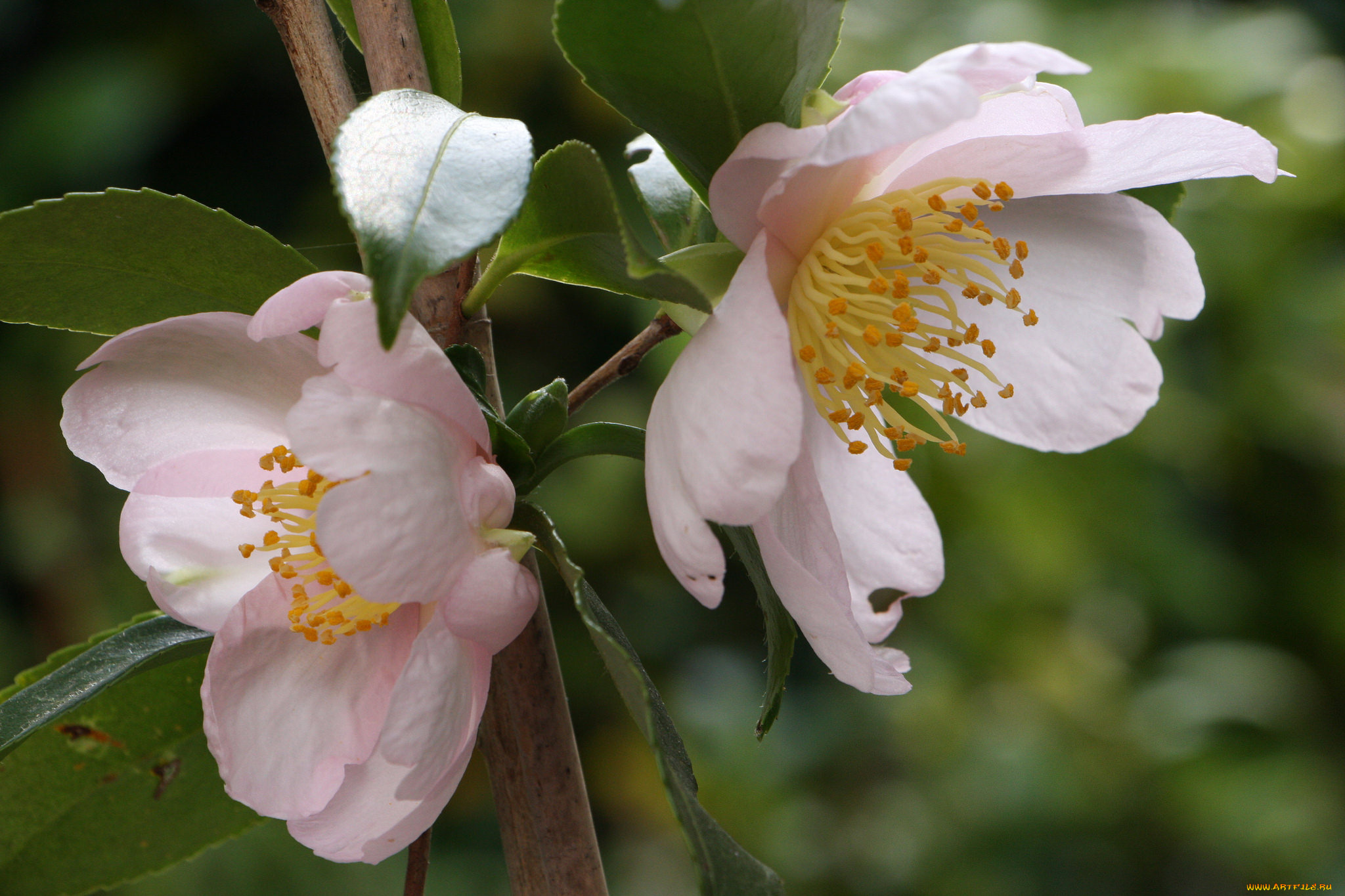 цветы, камелии, нежность, цветение, листья, бутон, камелия, лепестки, розовая