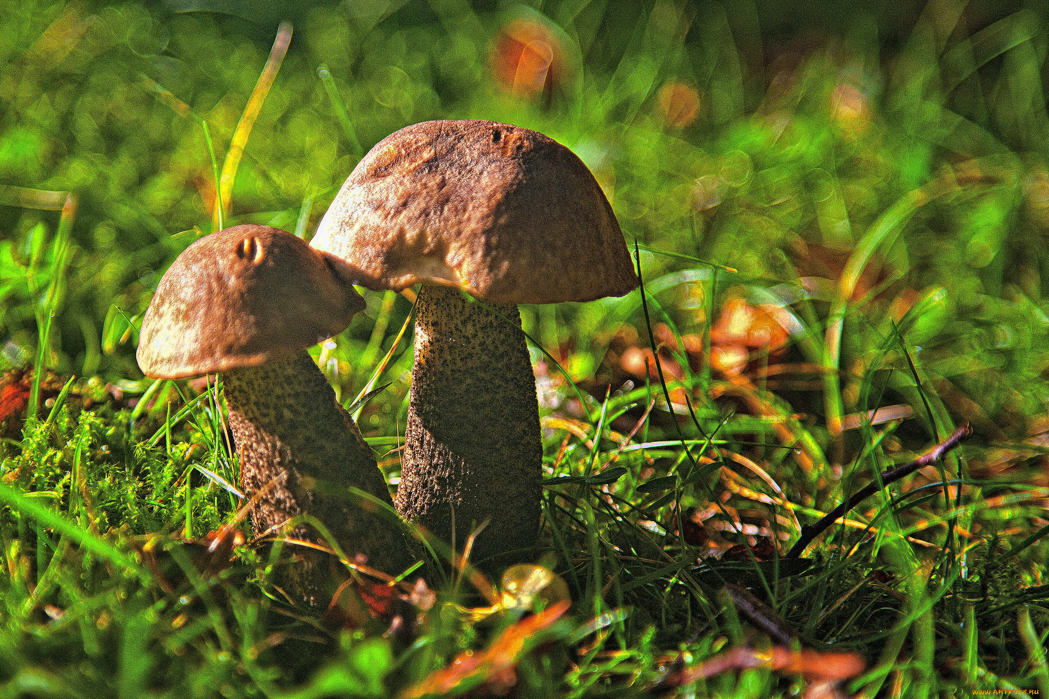 природа, грибы, простор