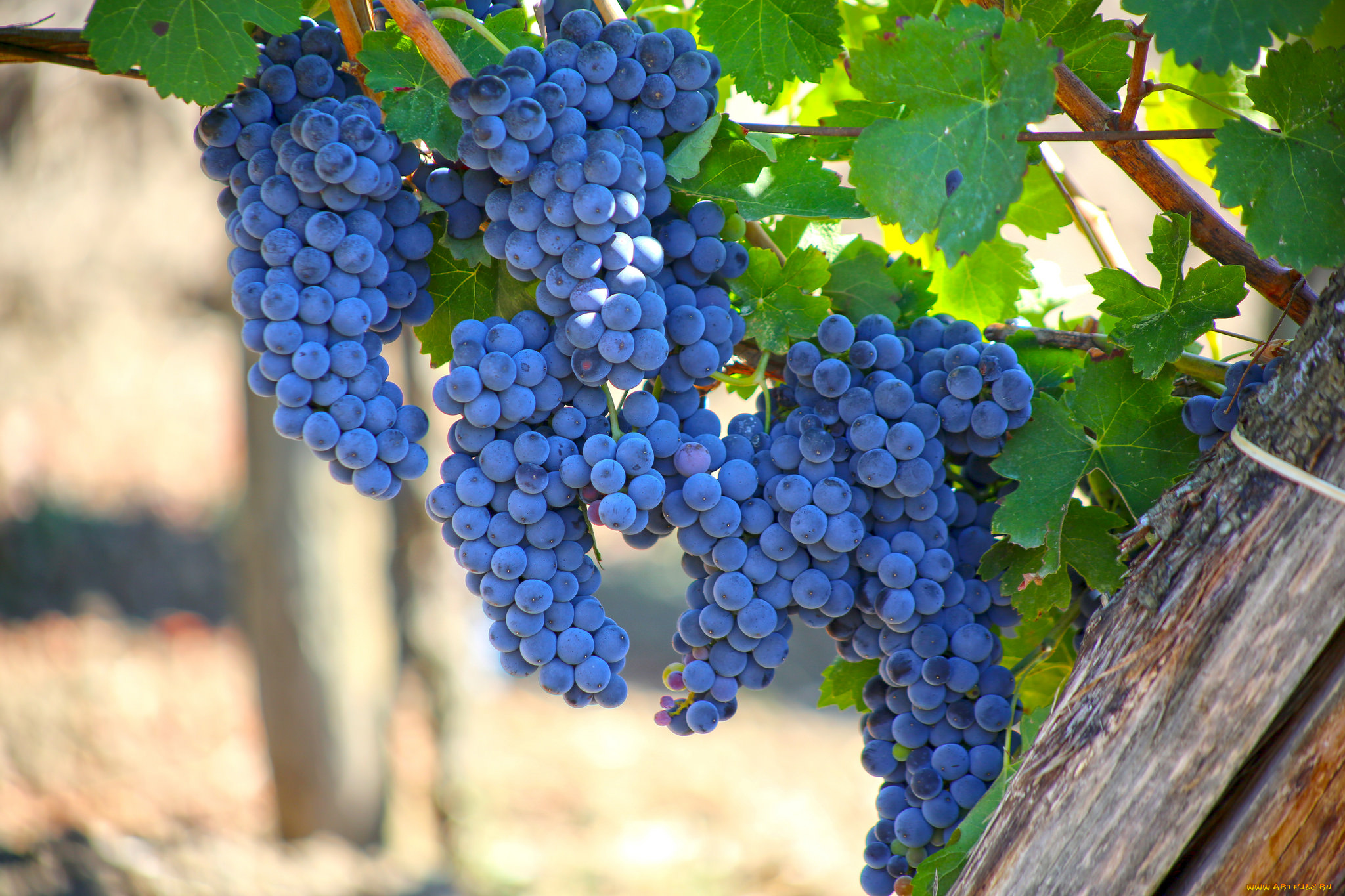 природа, Ягоды, , виноград, листва, виноградник, грозди, виноград, the, vineyard, leaves, grapes