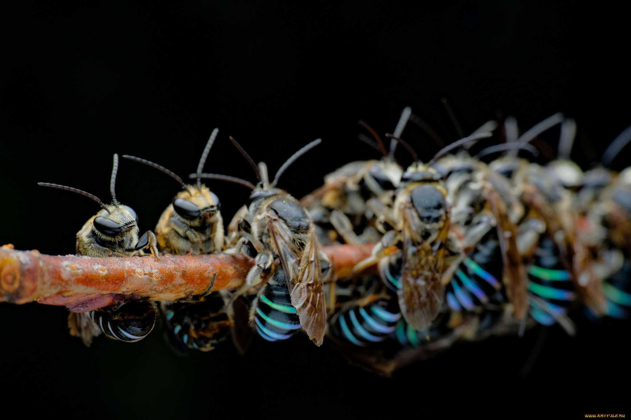 животные, пчелы, , осы, , шмели, осы, ветка, много