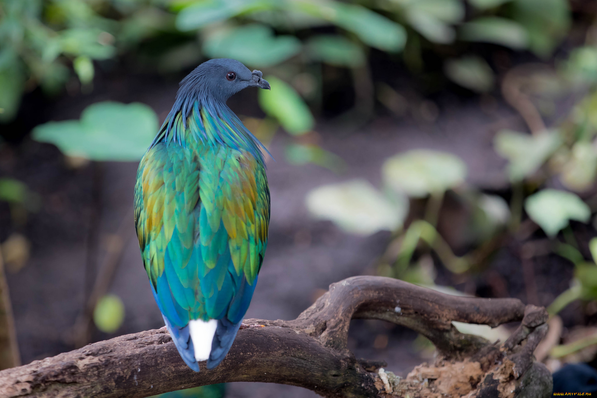 животные, птицы, лес, природа, птица