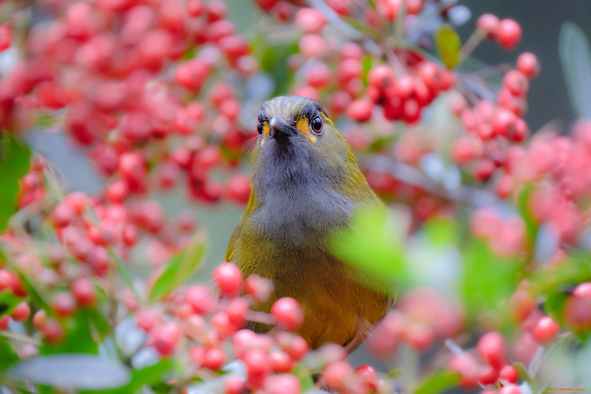 животные, птицы, природа, птица, дерево, ветки, ягоды