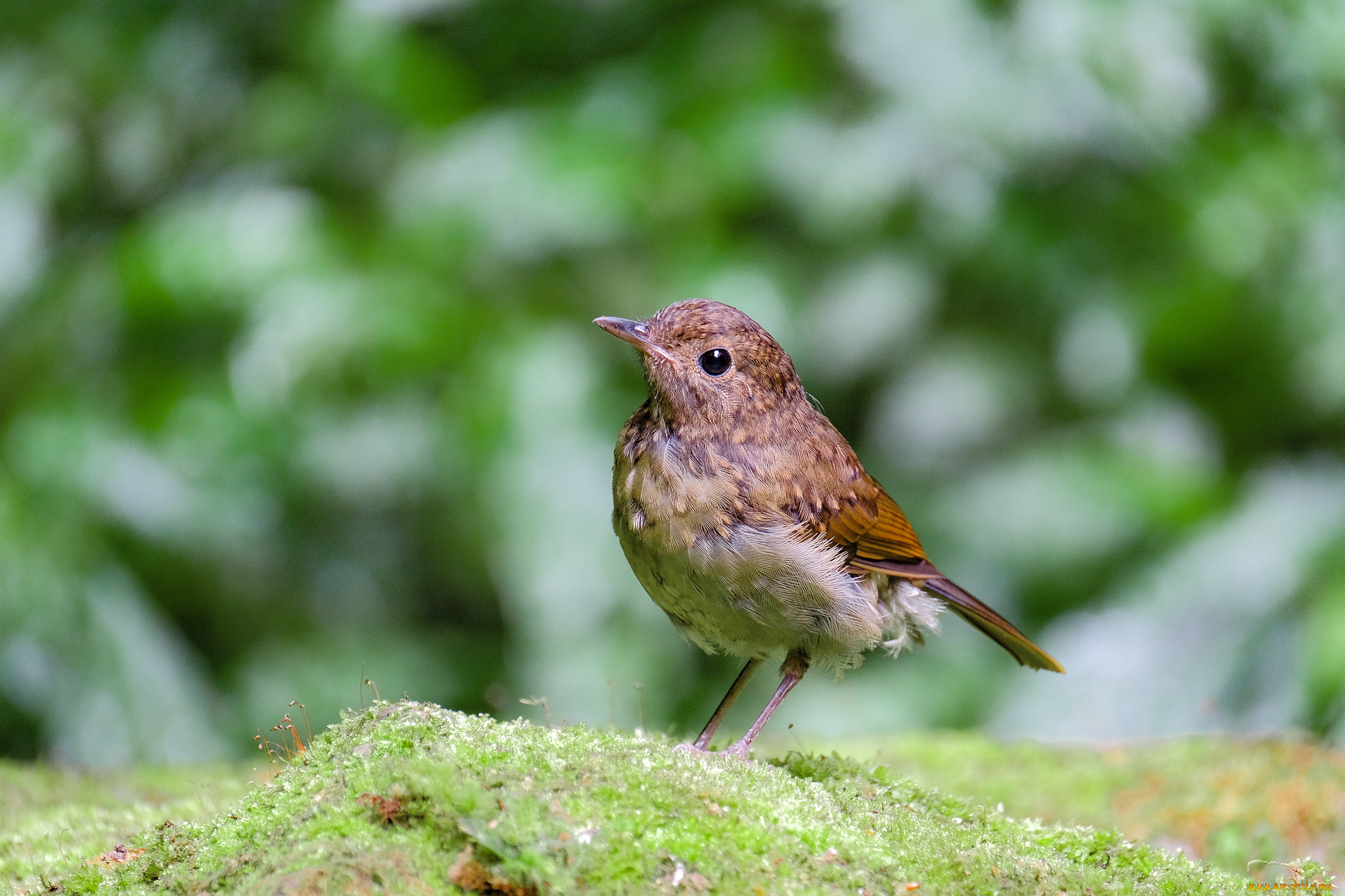 животные, птицы, птица, перья, окрас