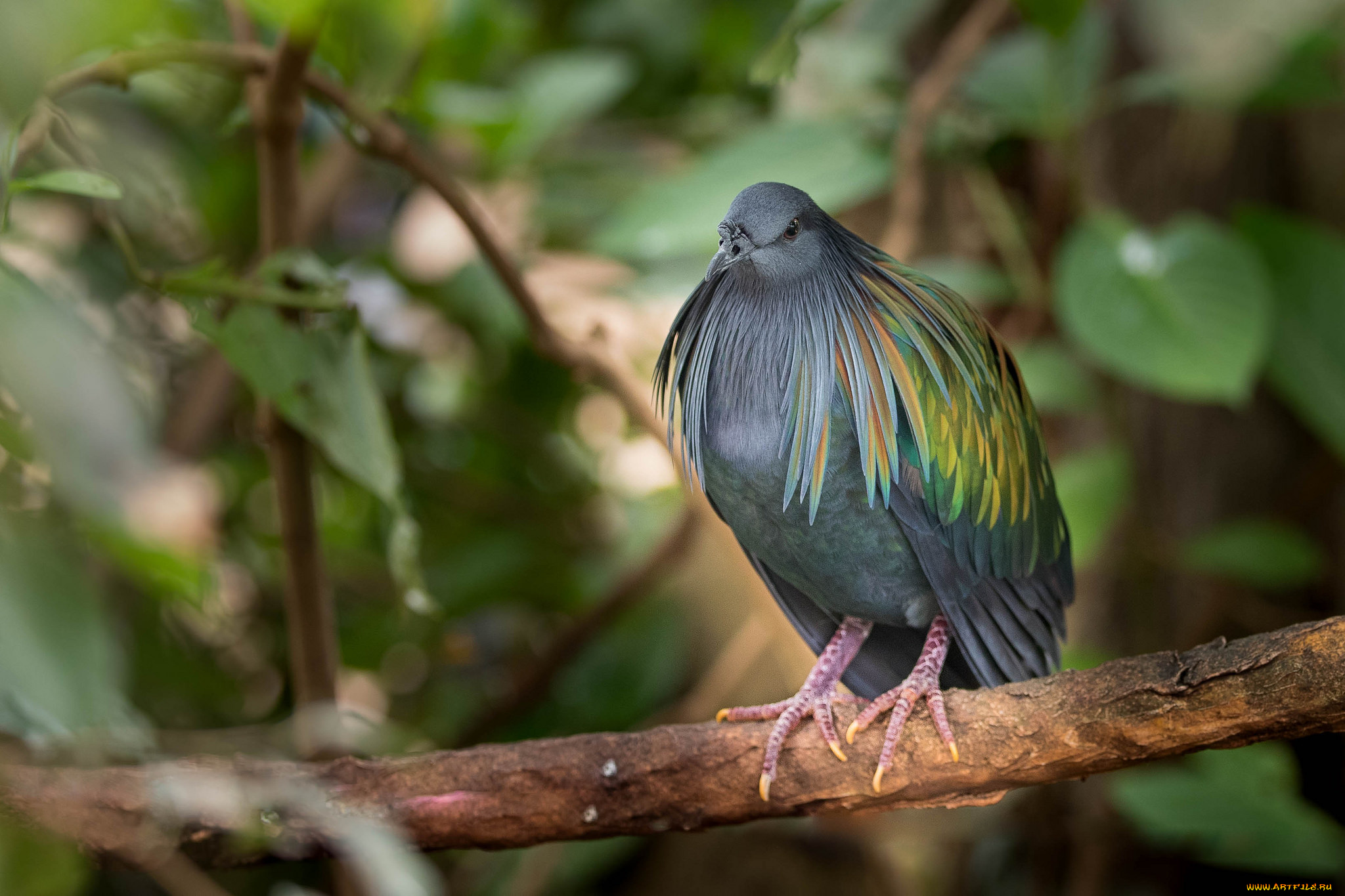 животные, птицы, птица, природа, лес