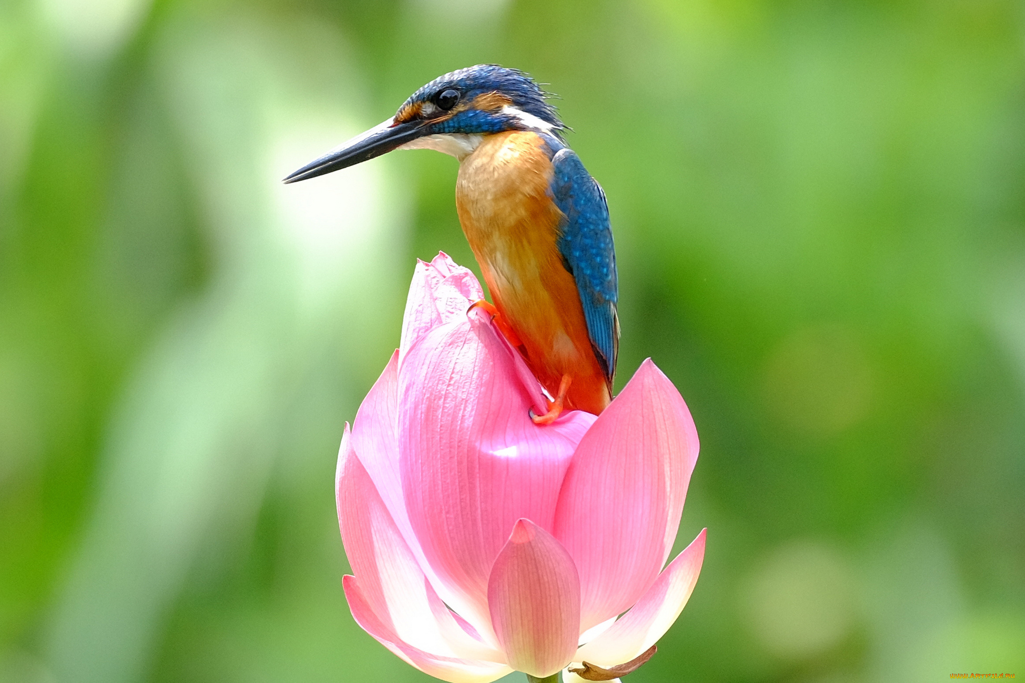 животные, зимородки, зимородок, птица, цветок, лотос, природа