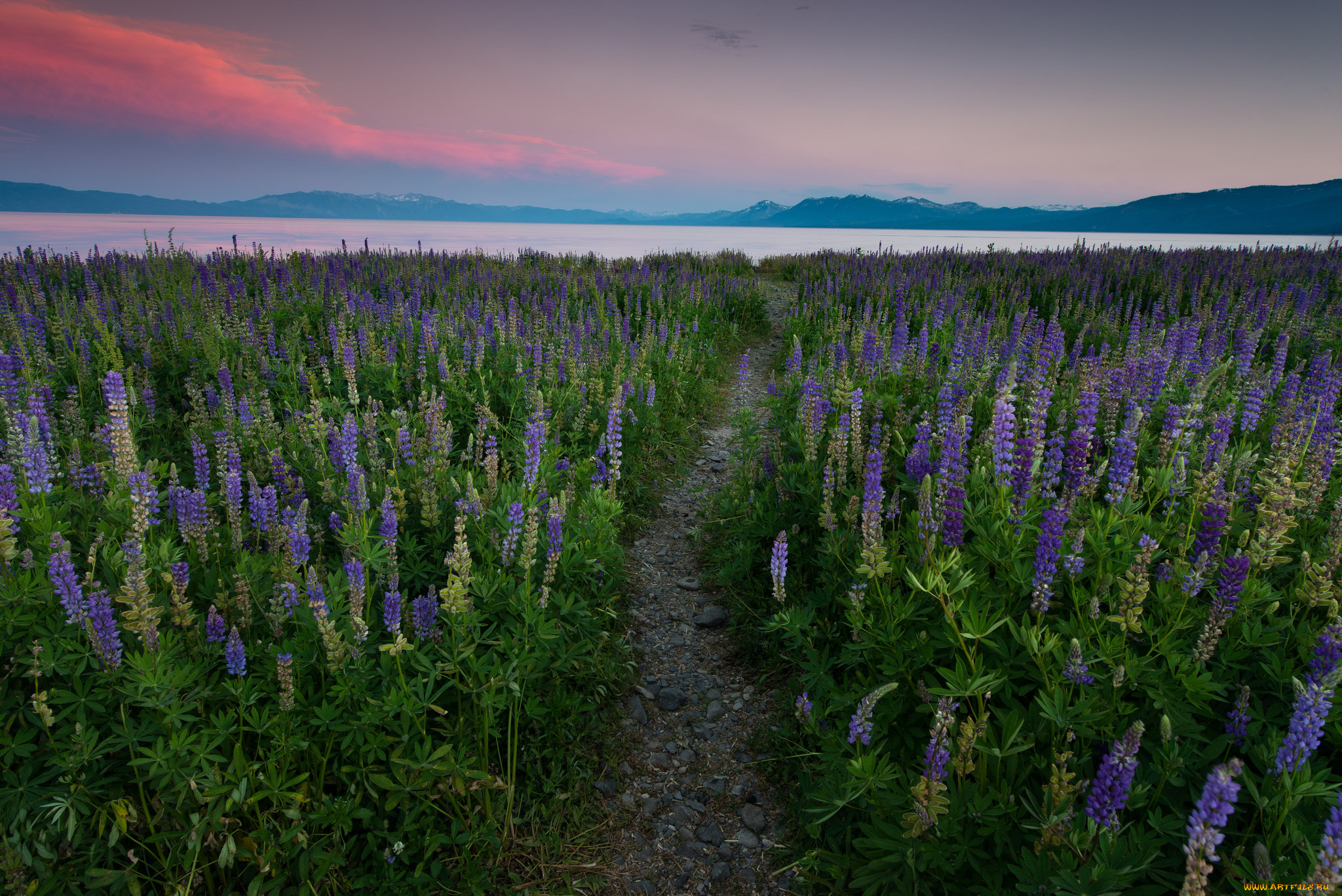 природа, луга, простор