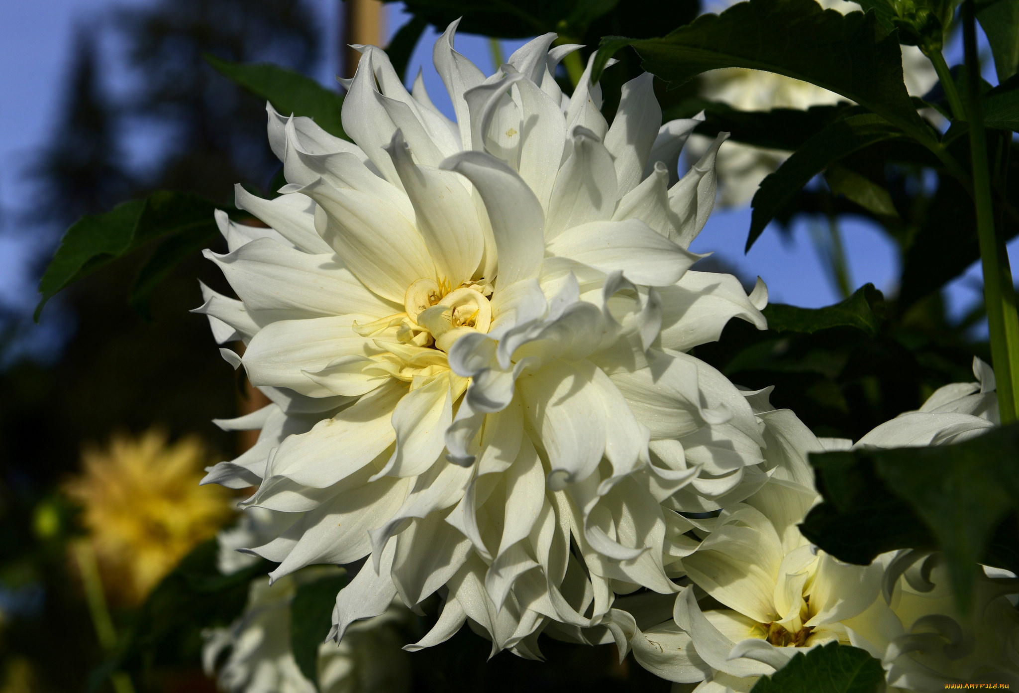 цветы, георгины, георгин, цветение, бутоны, лепестки