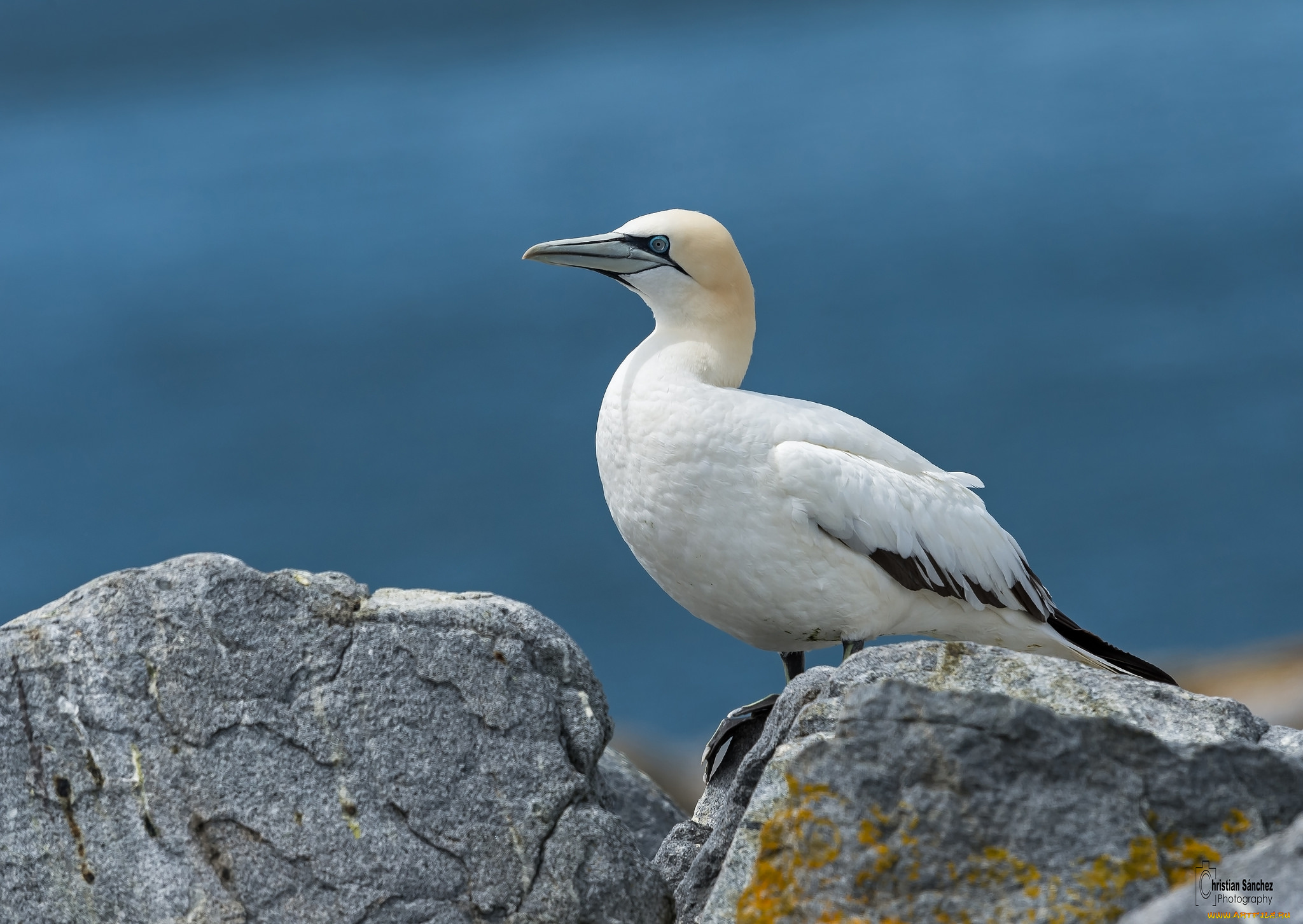 животные, олуши, олуша, лапки, клюв, белая, птица