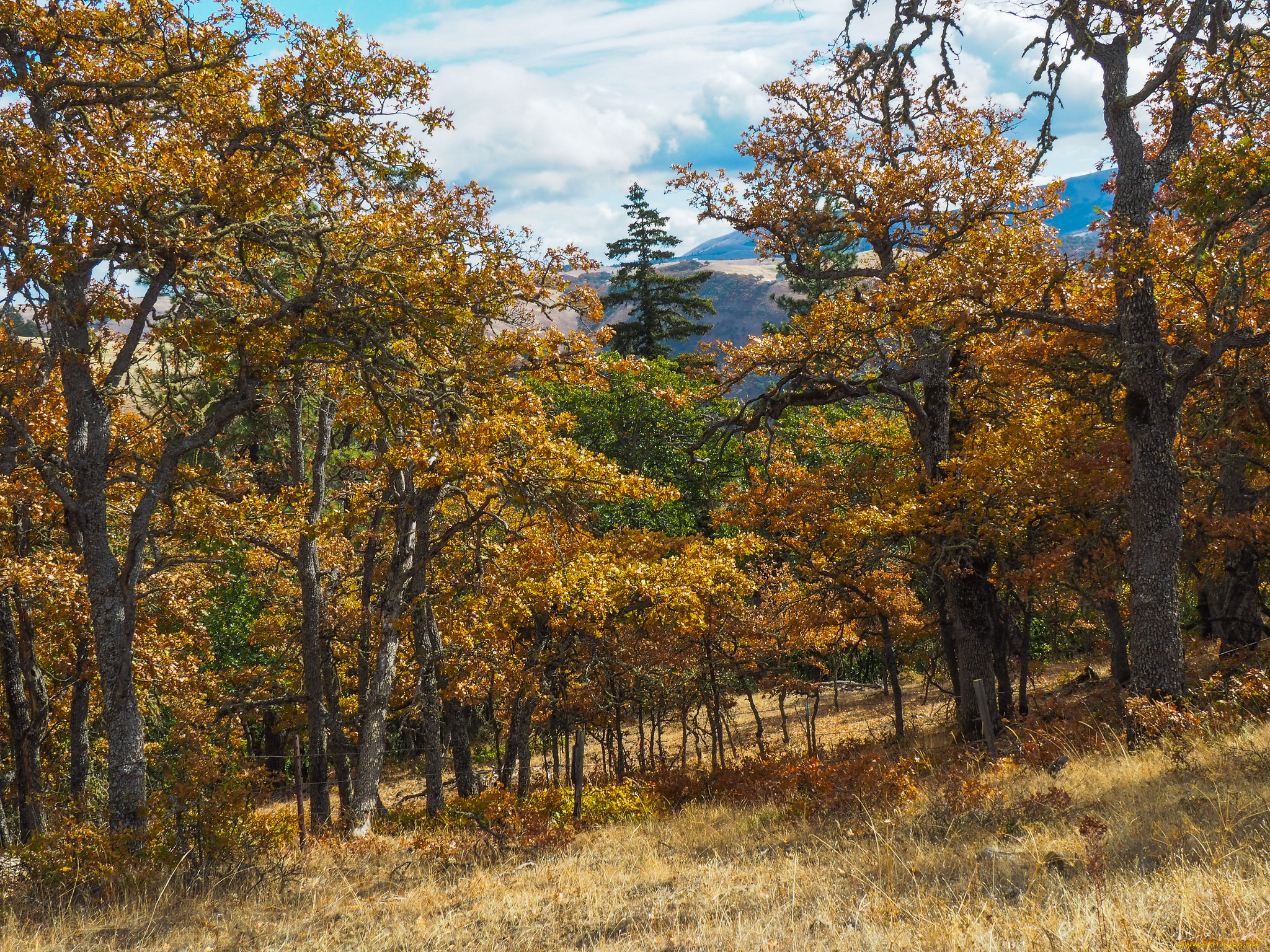 природа, лес, простор