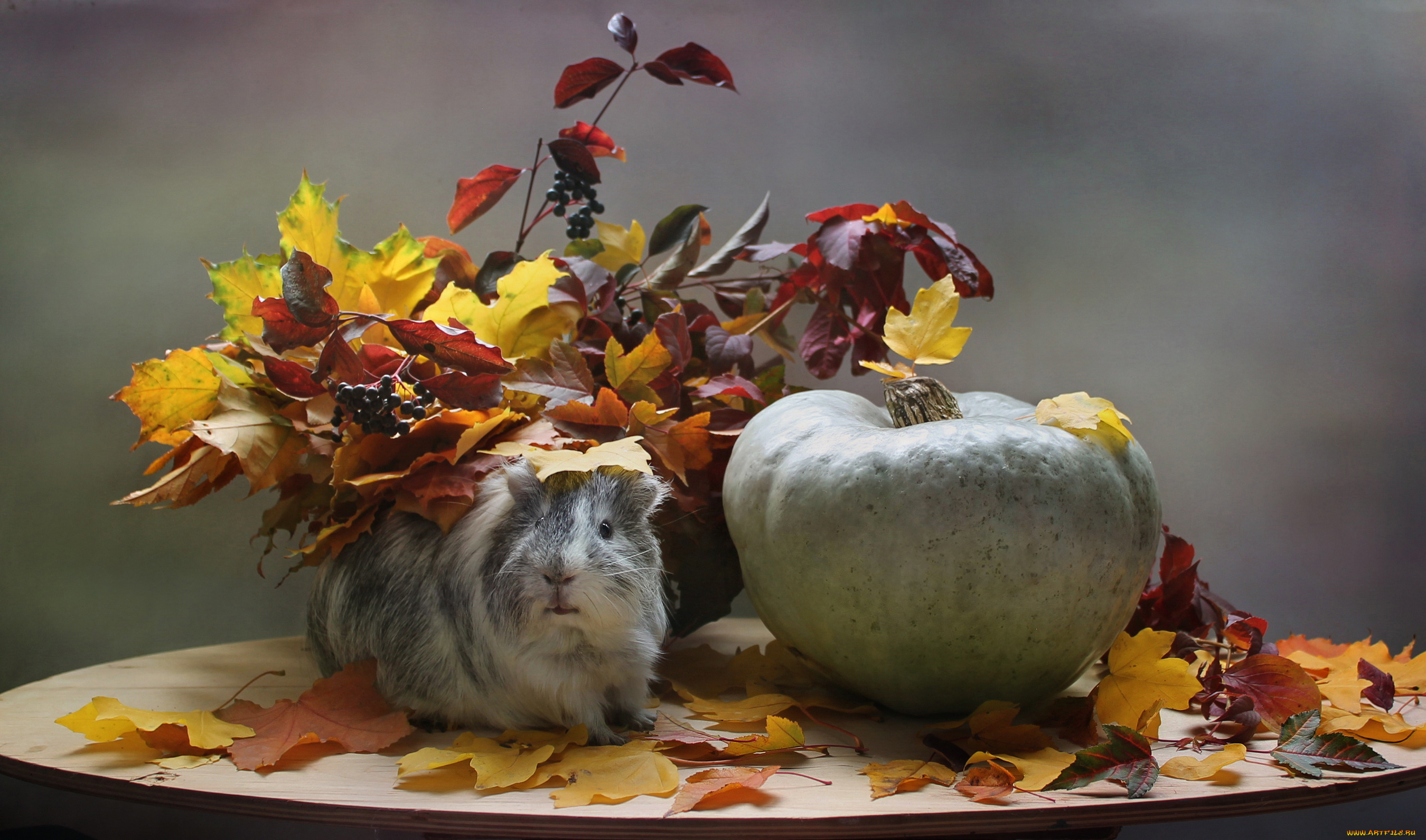 животные, морские, свинки, , хомяки, листья, композиция, октябрь, морская, свинка, тыква, осень, осенние, игры