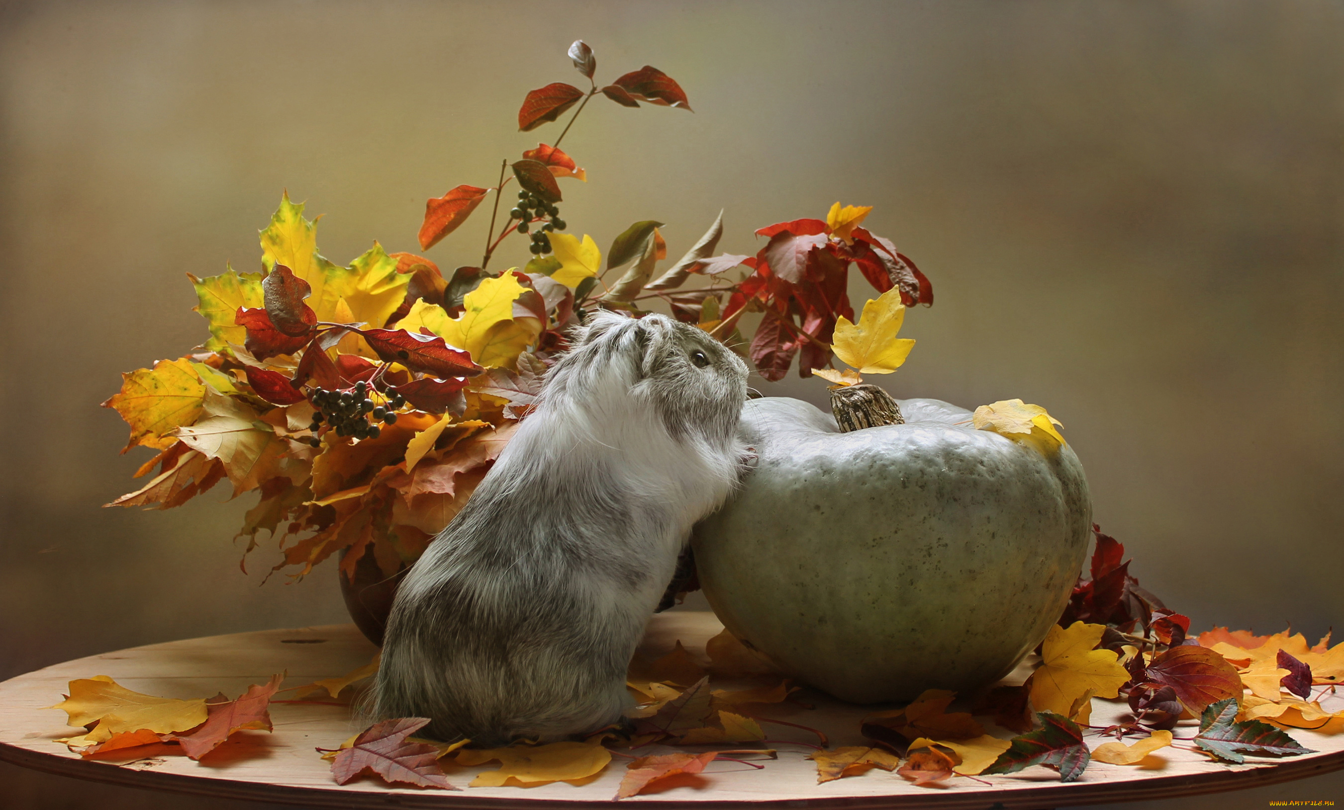 животные, морские, свинки, , хомяки, композиция, листья, тыква, осень, осенние, игры, октябрь, морская, свинка