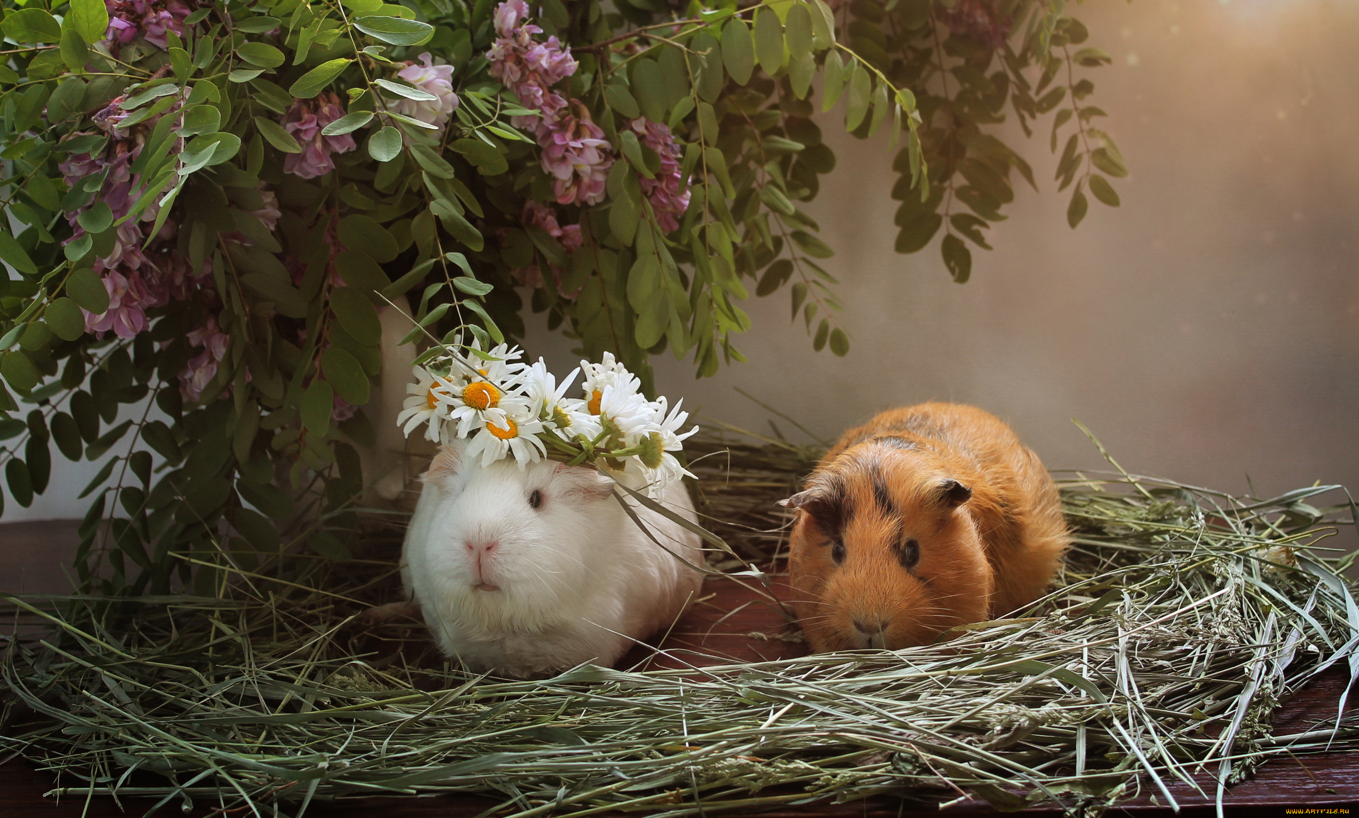 животные, морские, свинки, , хомяки, цветы, морские, свинки, композиция, грызуны, лето, акация
