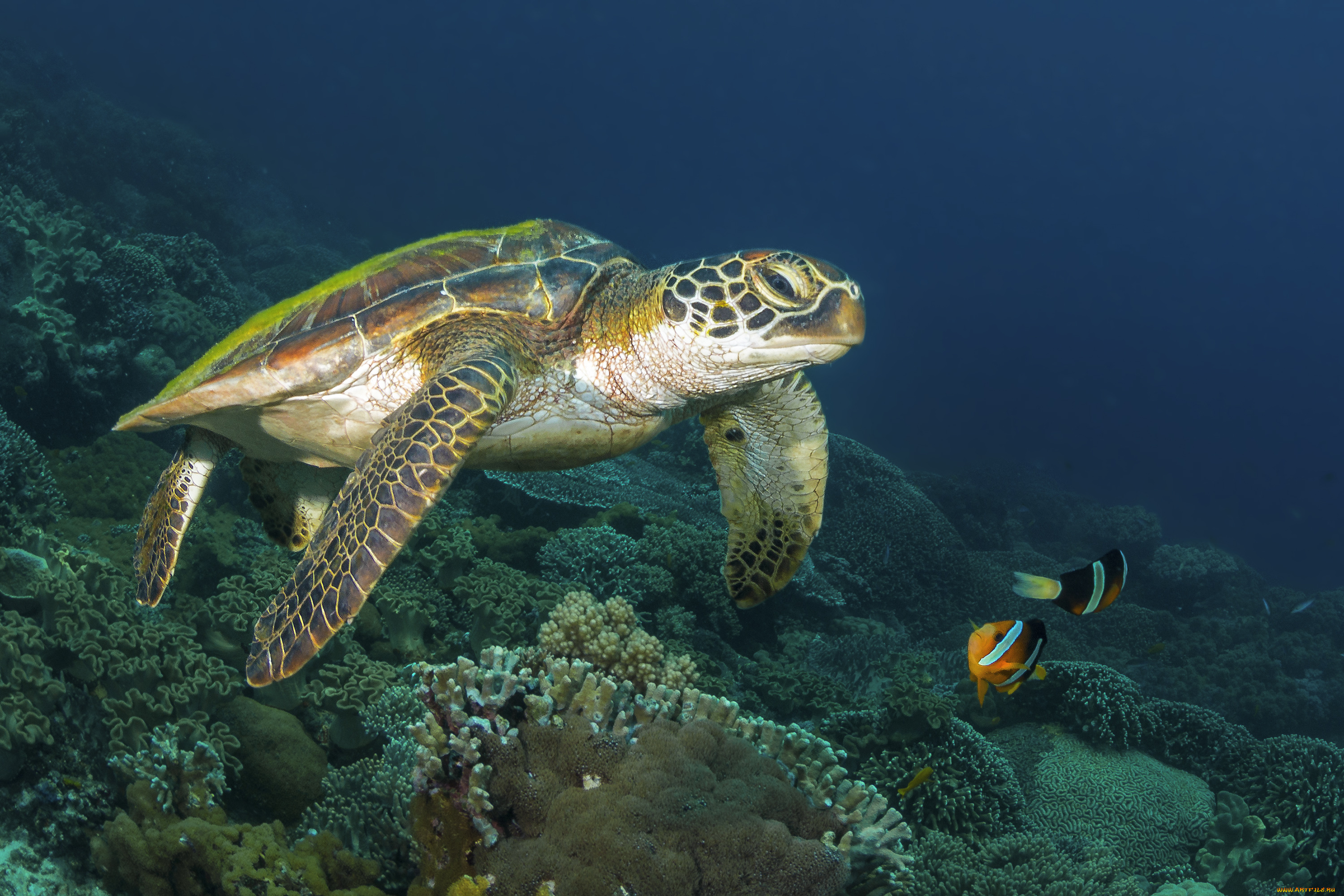 животные, Черепахи, морское, дно, море, черепаха