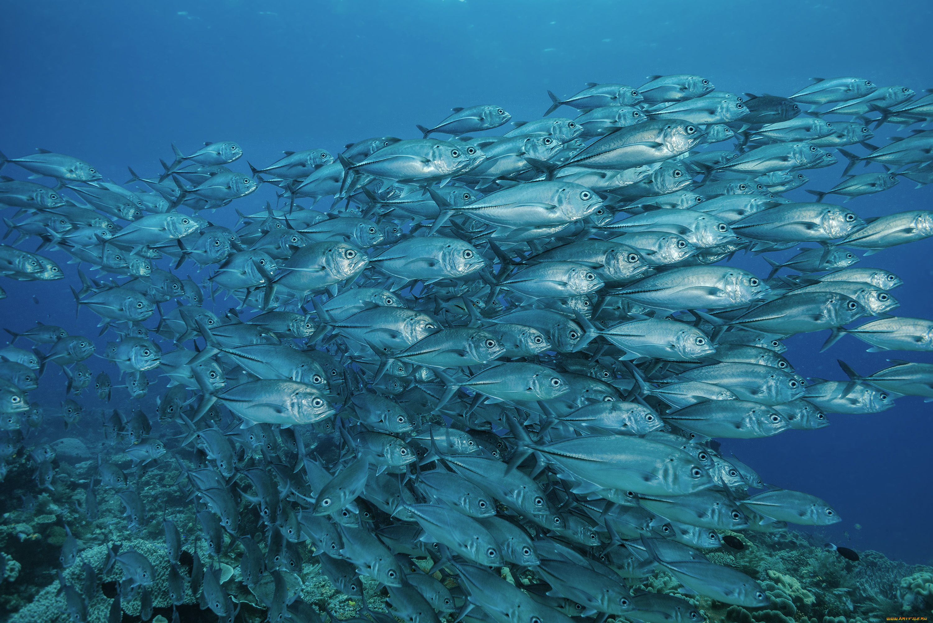 животные, рыбы, море, стая, морские, глубины