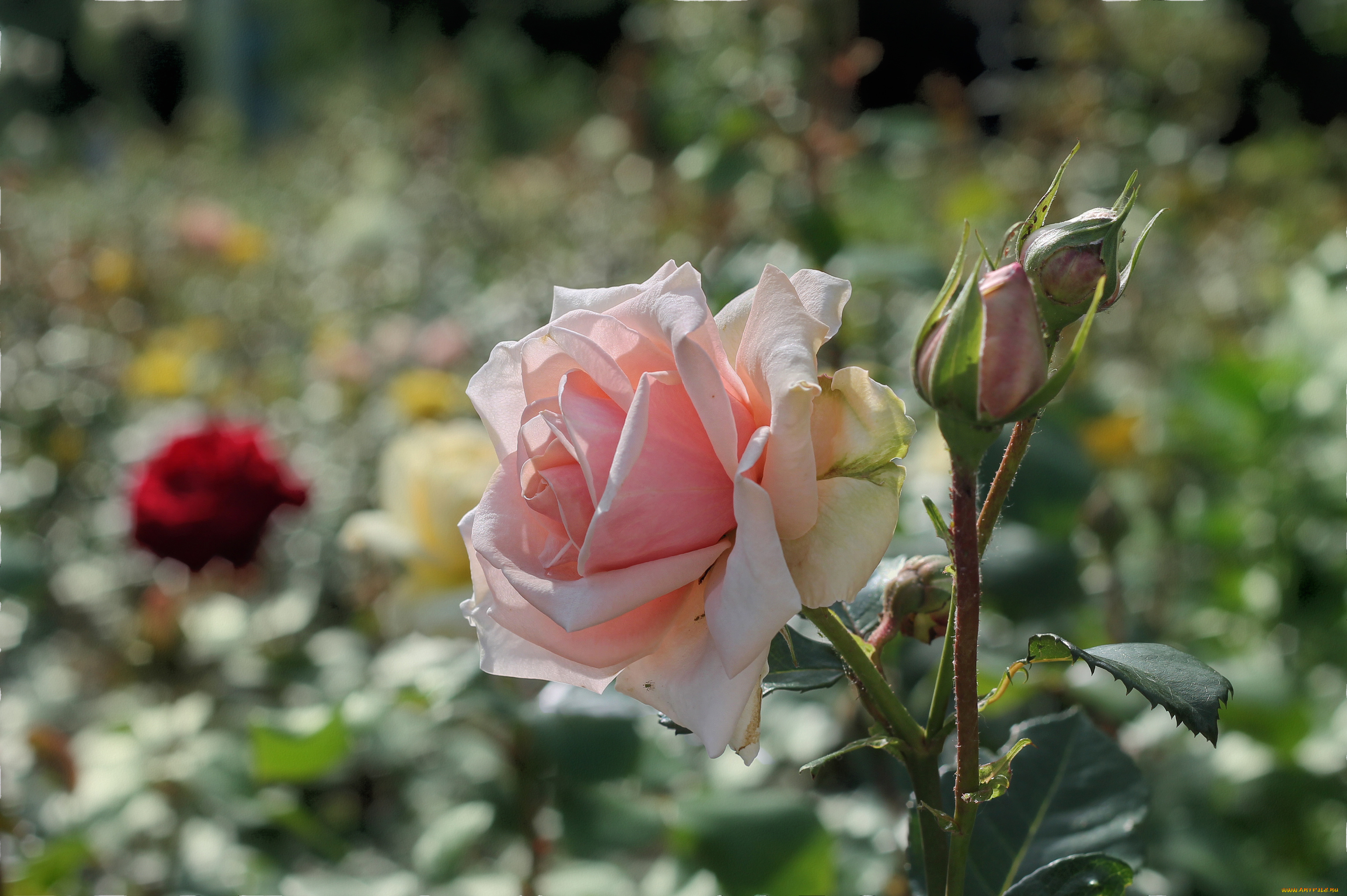 цветы, розы, лето, клумба