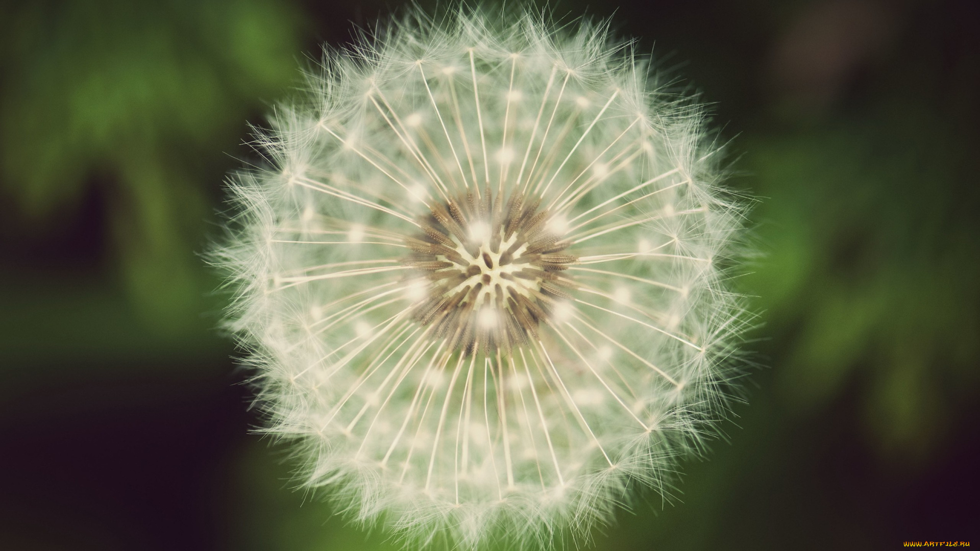 цветы, одуванчики, семена, одуванчик