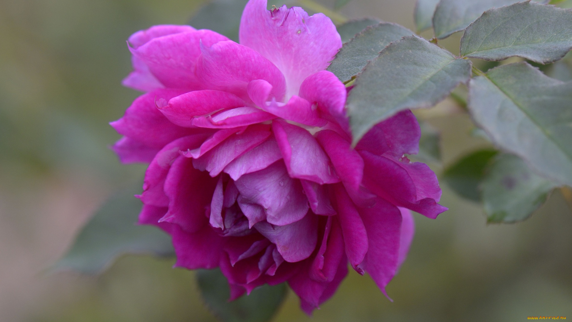 цветы, розы, бутон, роза, макро