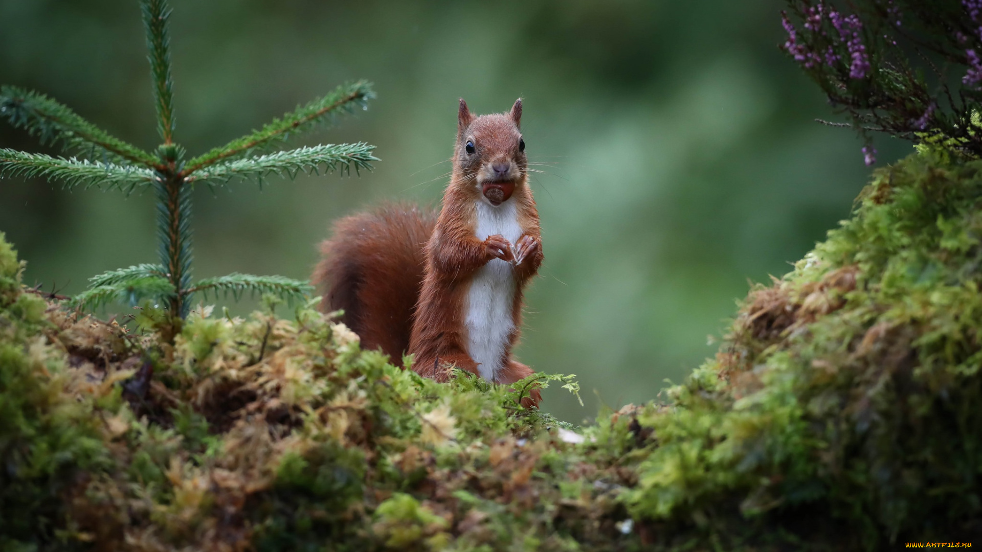 животные, белки, белочка