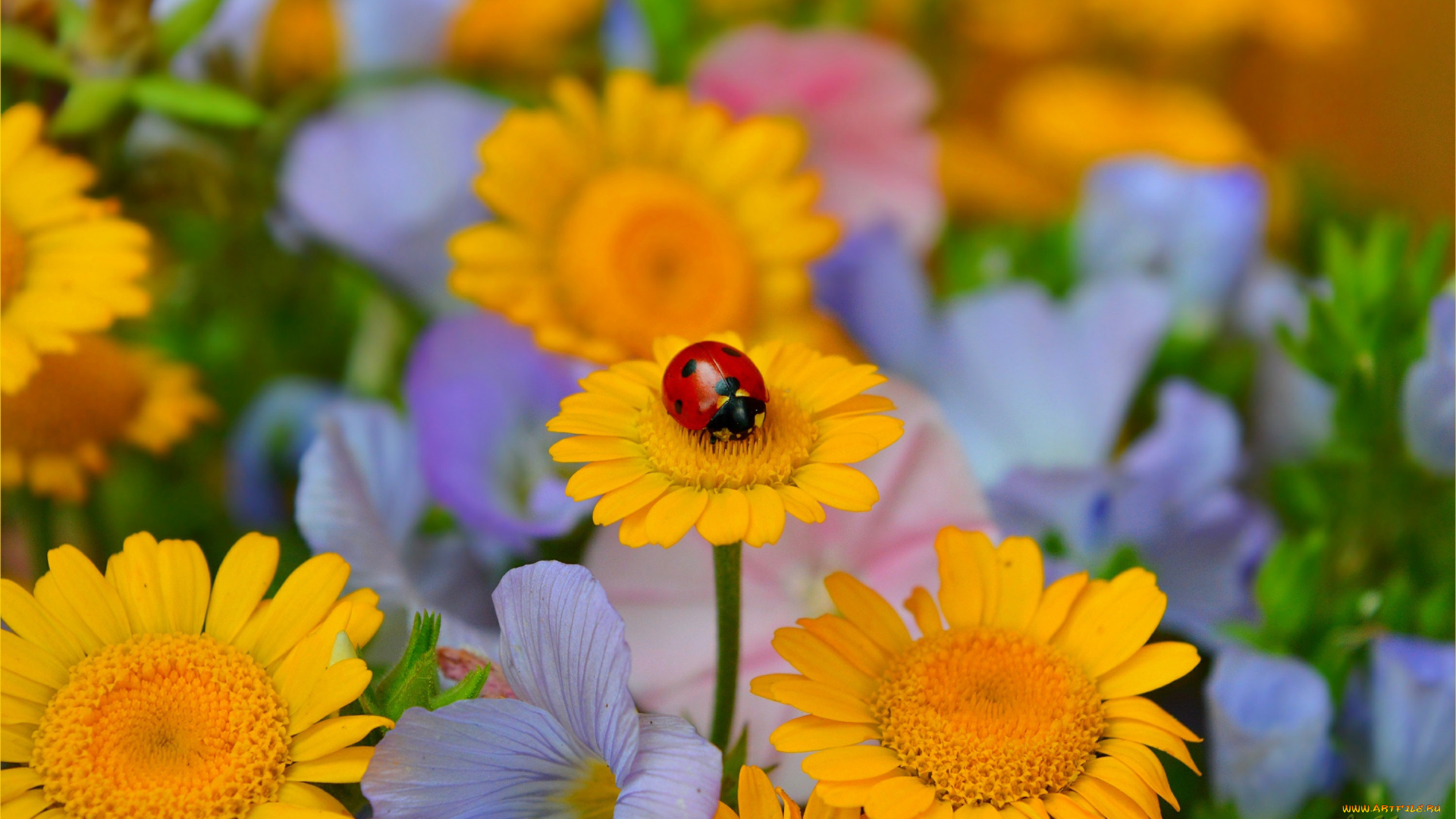 животные, божьи, коровки, flowers, божья, коровка, цветы