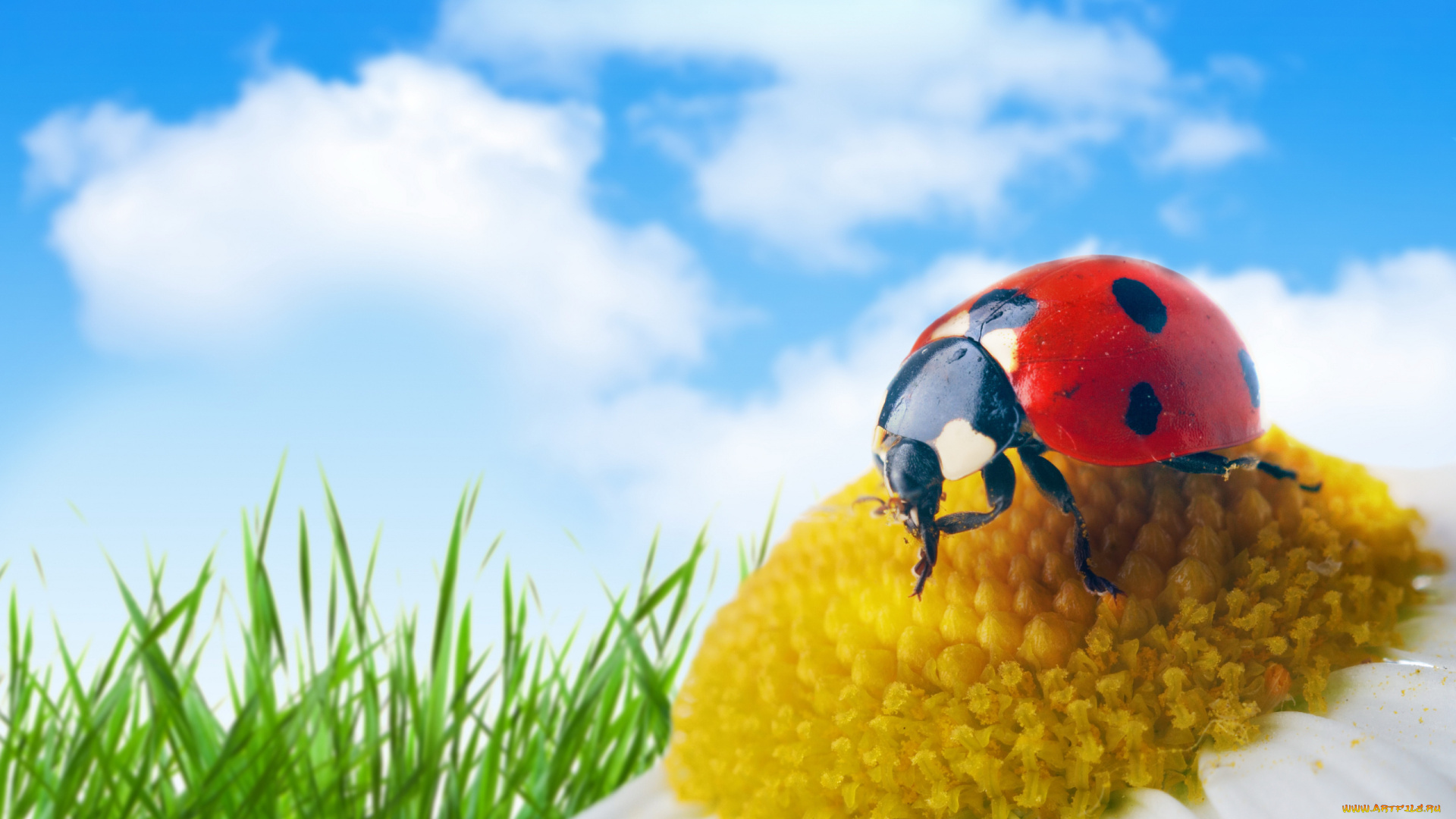 животные, божьи, коровки, ромашка, божья, коровка, трава