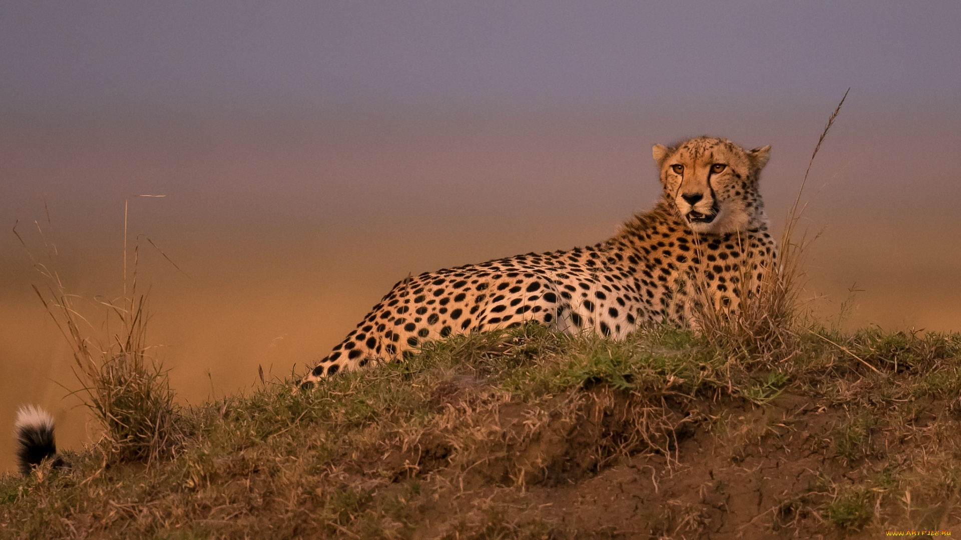 животные, гепарды, хищник