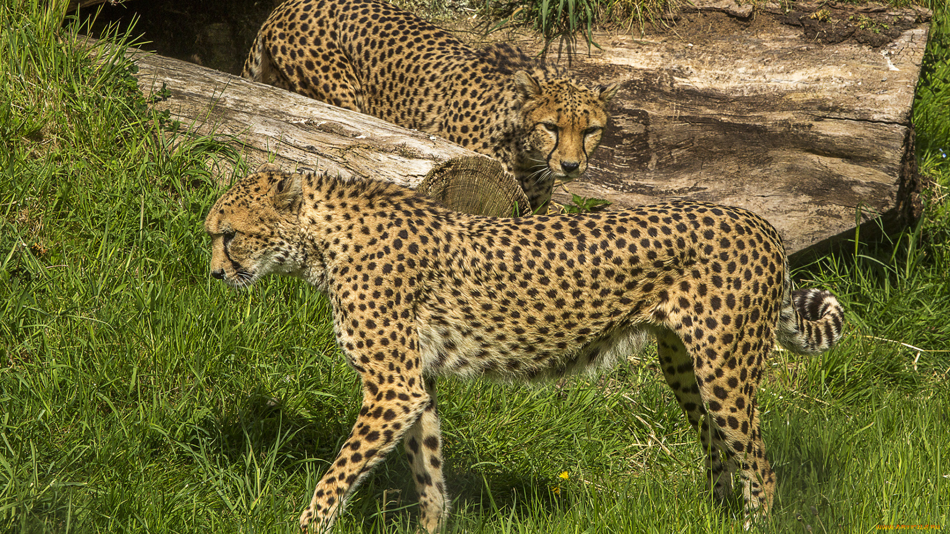 животные, гепарды, хищник