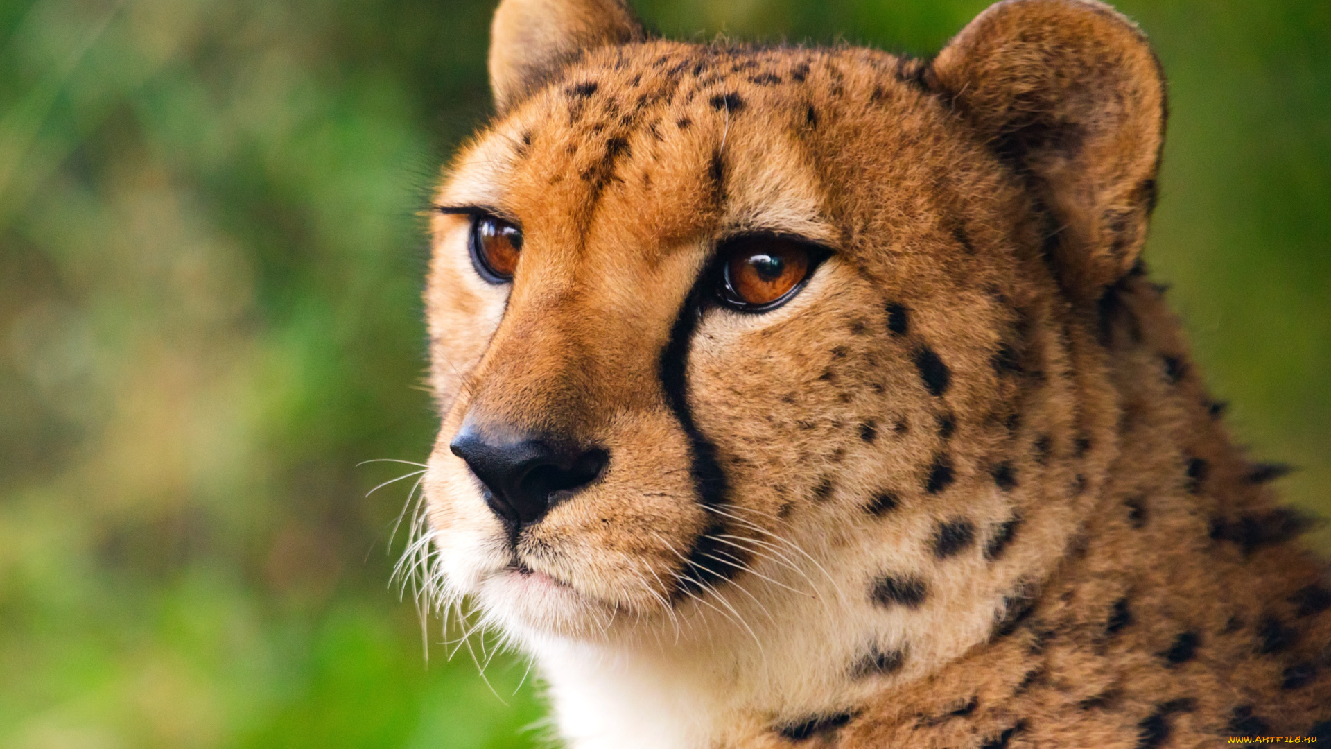 животные, гепарды, взгляд, голова, гепард