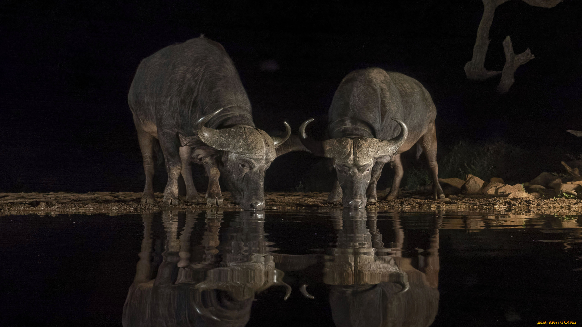 животные, коровы, , буйволы, буйволы