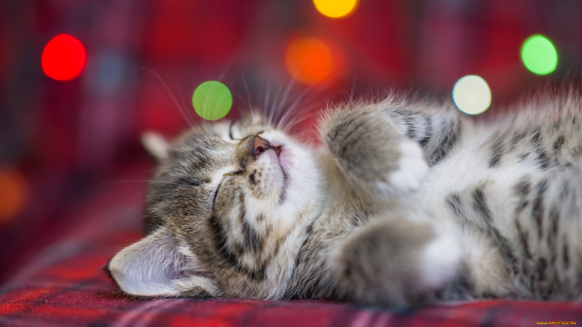 животные, коты, котенок, пушистый, спит, боке, eygenei, eg