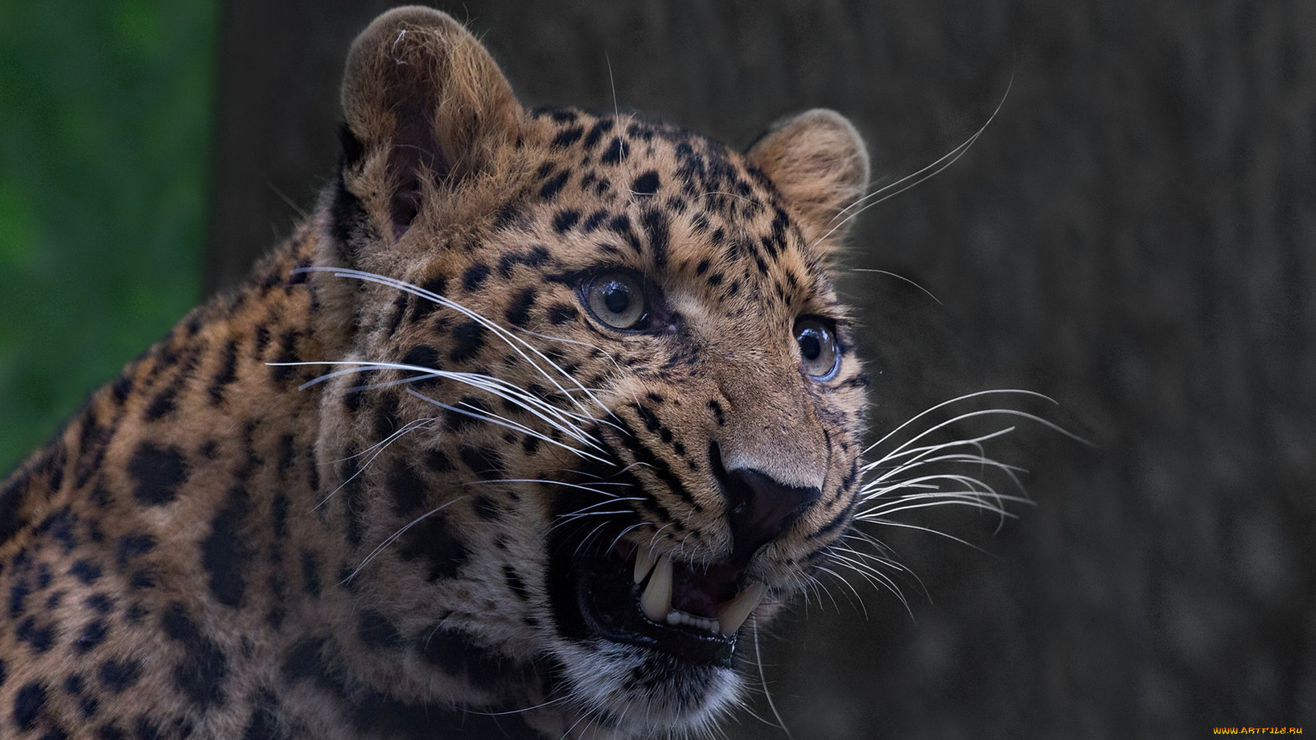 животные, леопарды, хищник