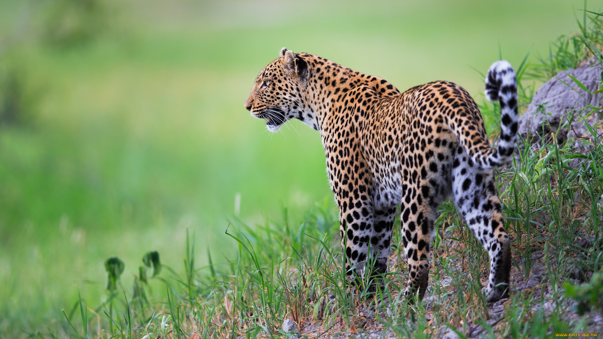 животные, леопарды, хищник