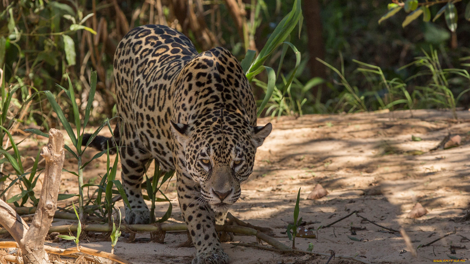 животные, леопарды, хищник
