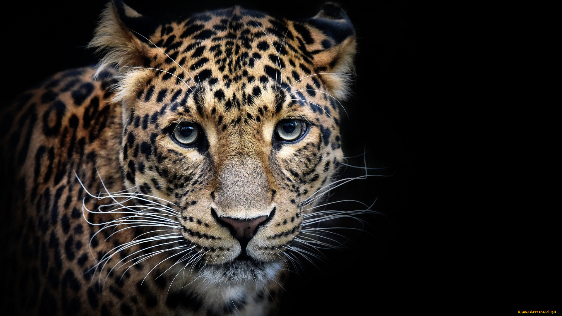 животные, леопарды, хищник