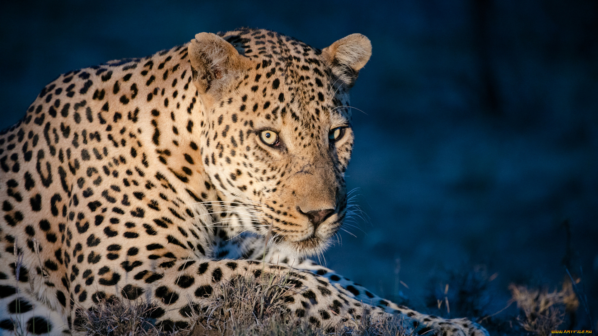 животные, леопарды, хищник